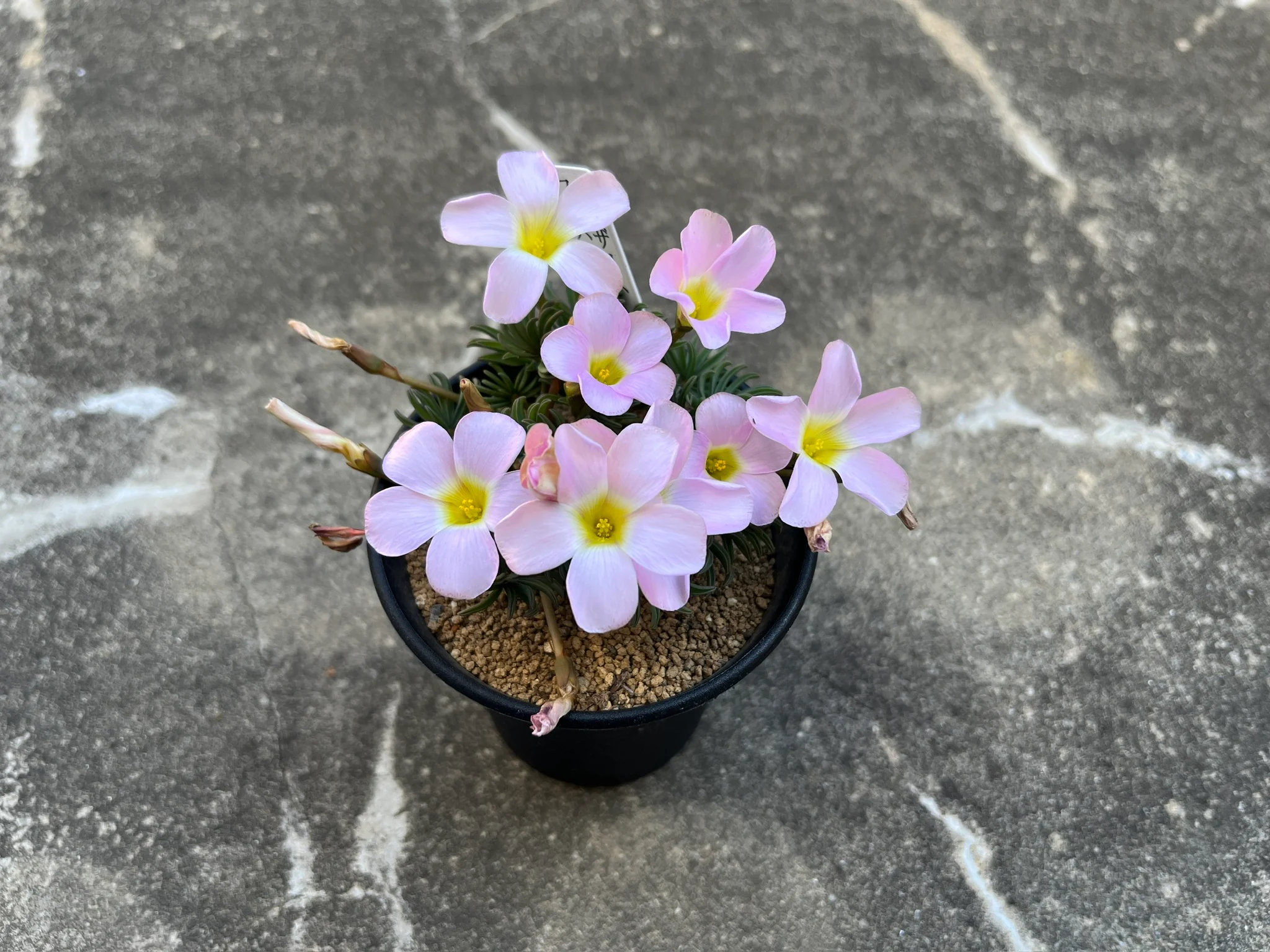 Oxalis flava "Pink"