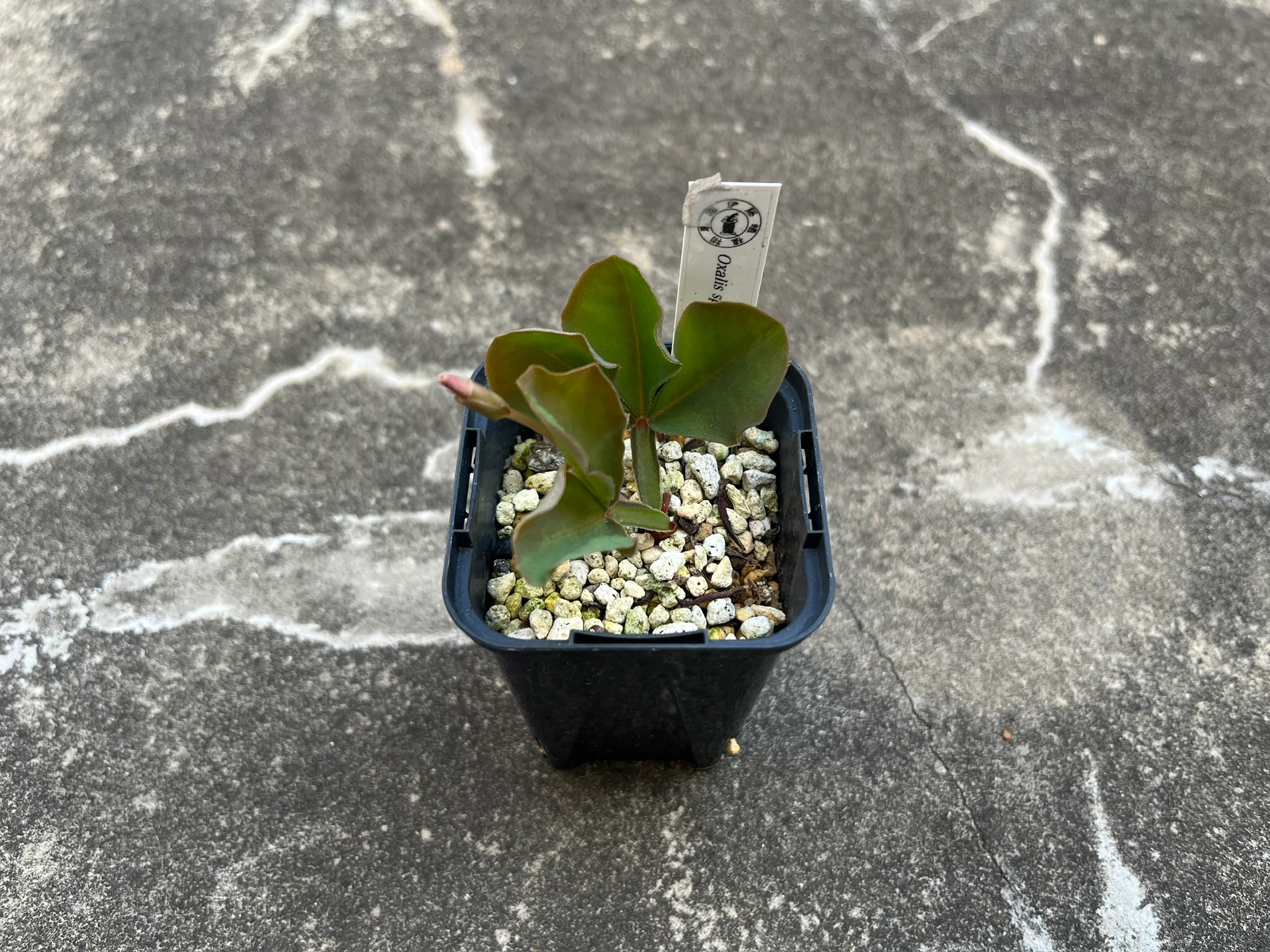 Oxalis sp. Gifberg "Gunbai"