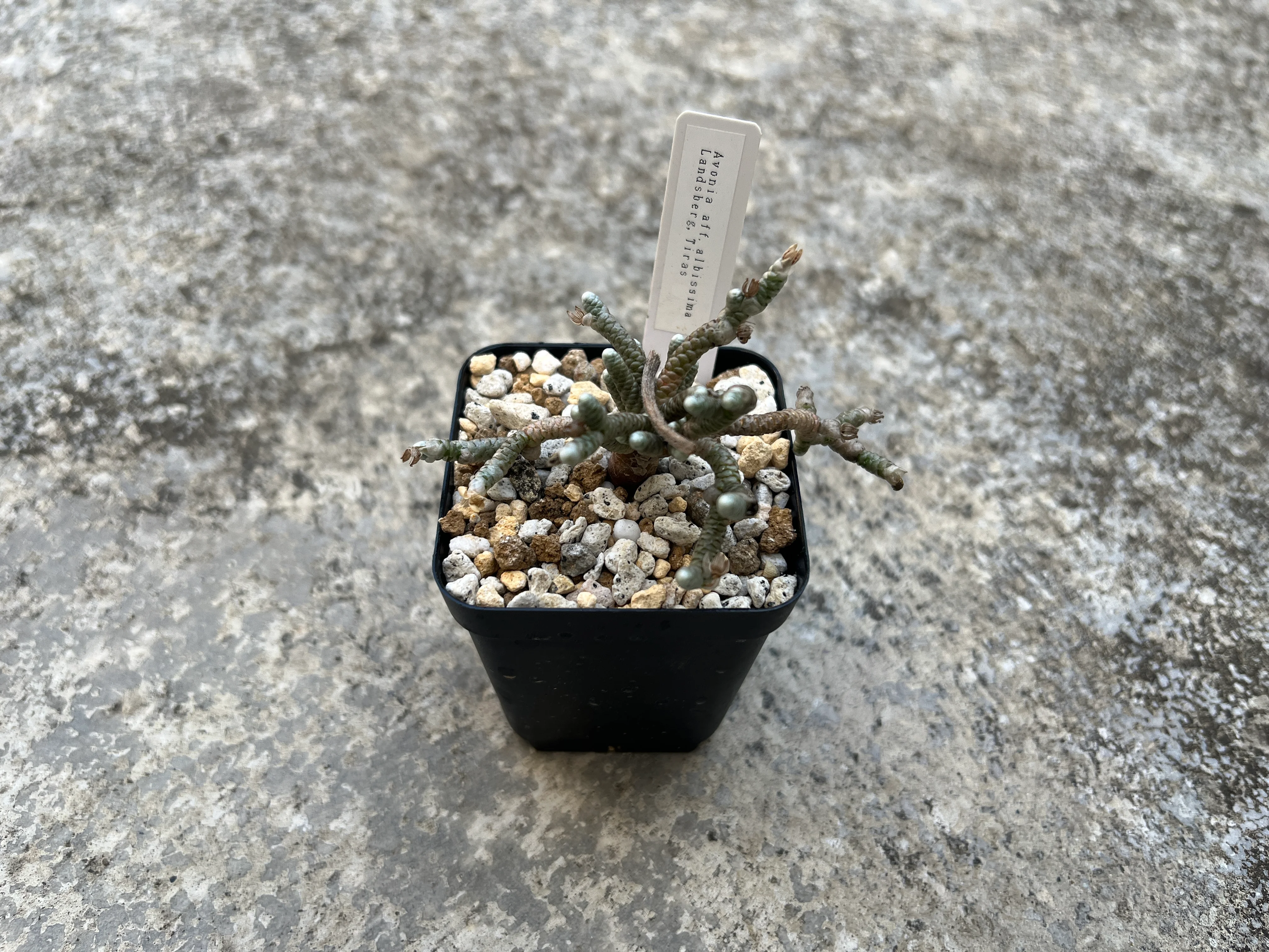 Avonia aff. albissima (Landsberg, Tiras)