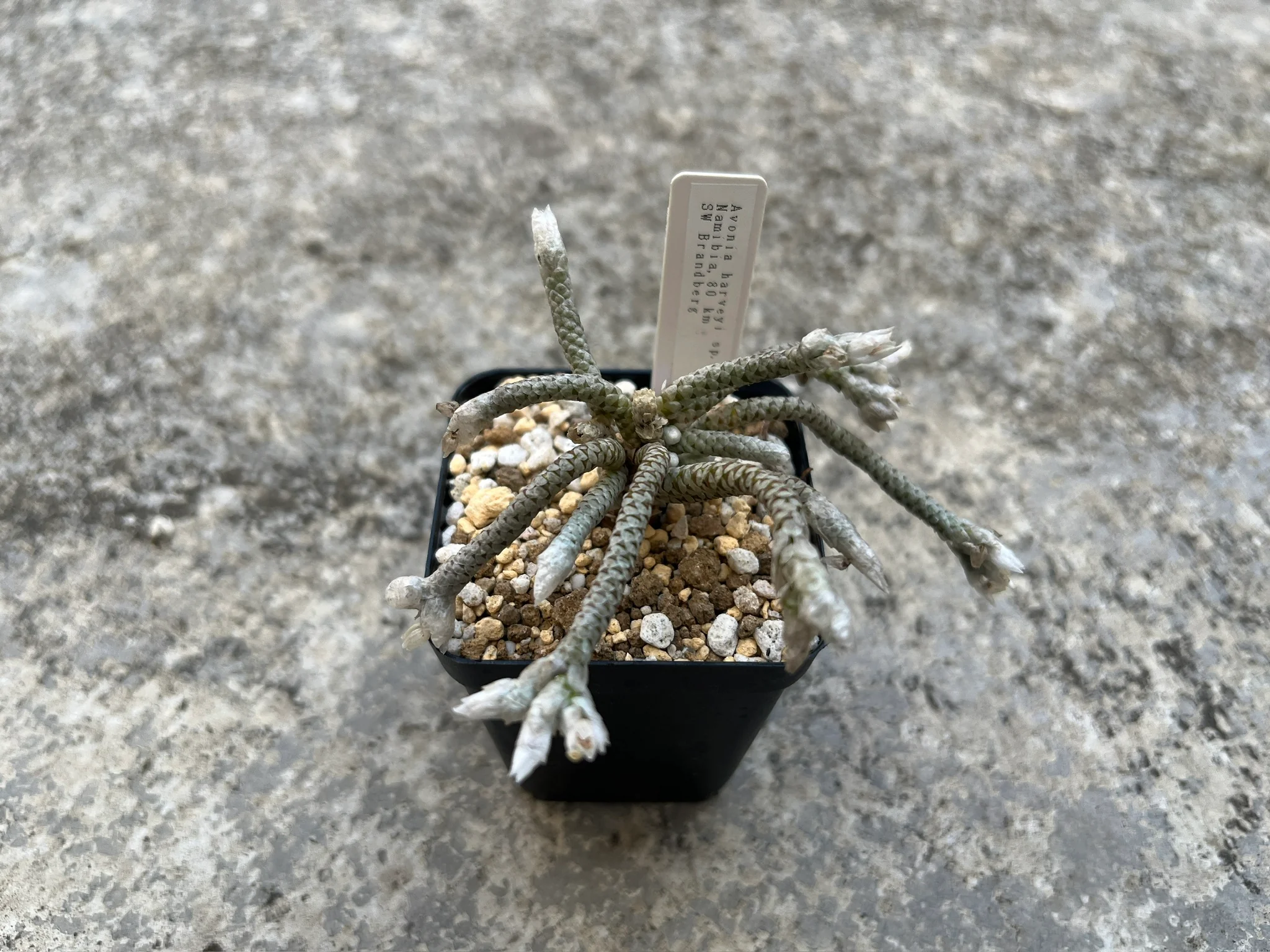 Avonia harveri sp. nov (Namibia, 80km SW, Brandberg)