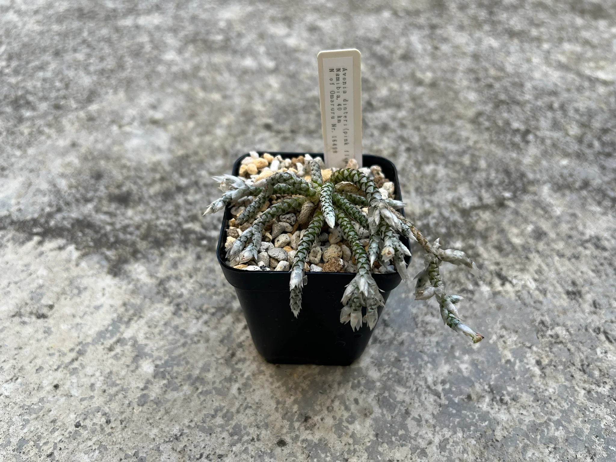 Avonia dinteri (Pink flower Namibia, 40km N of Omaruru Nr. 16498)