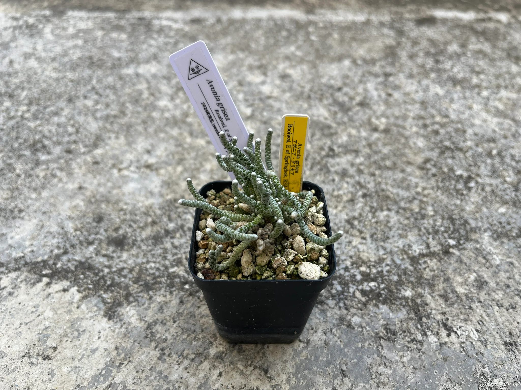 Avonia grisea (Rooiwal, E of Springbok, RSA)