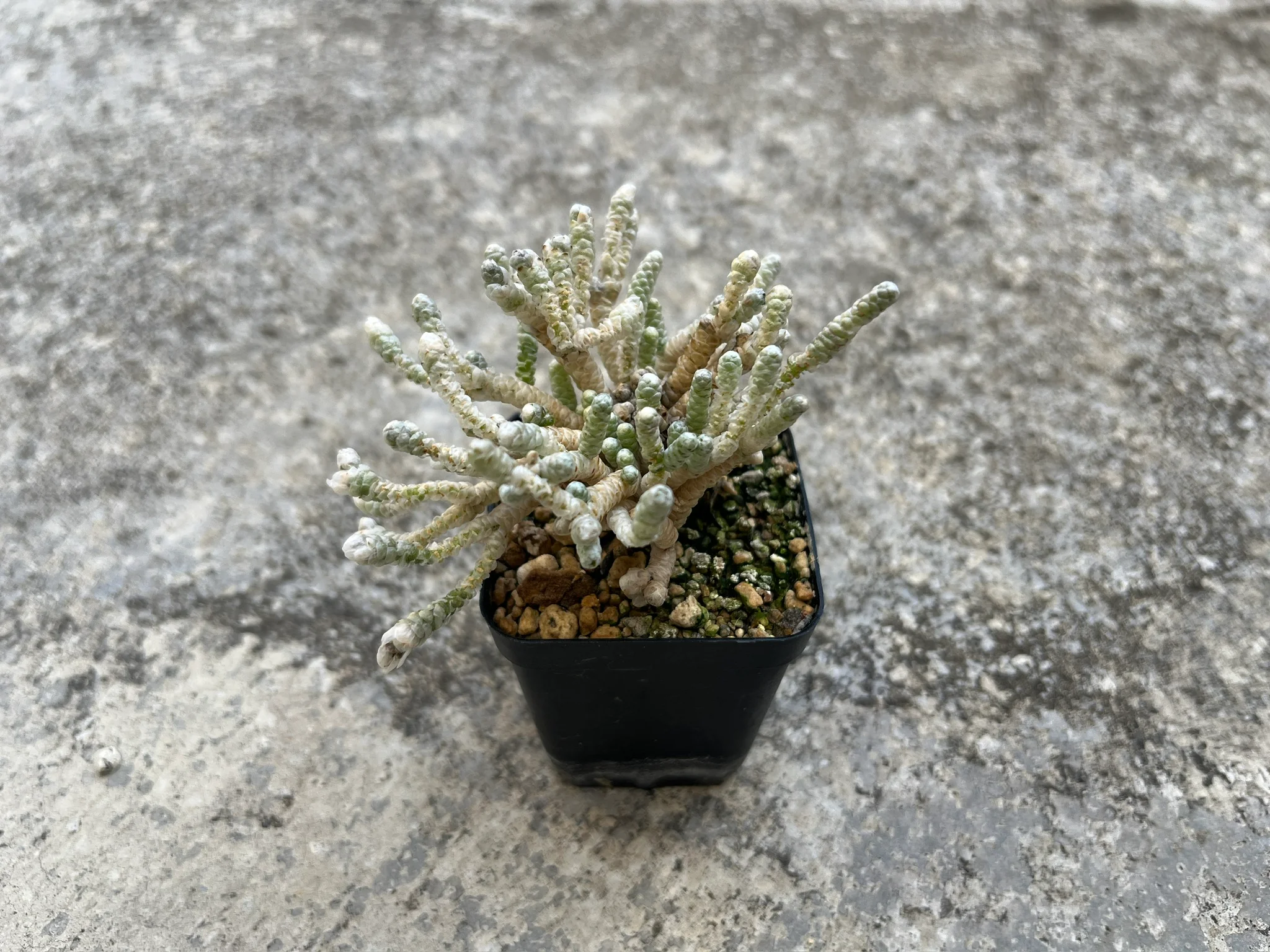 Avonia cf. albissima (SB 809：Smorenskadu, RSA)