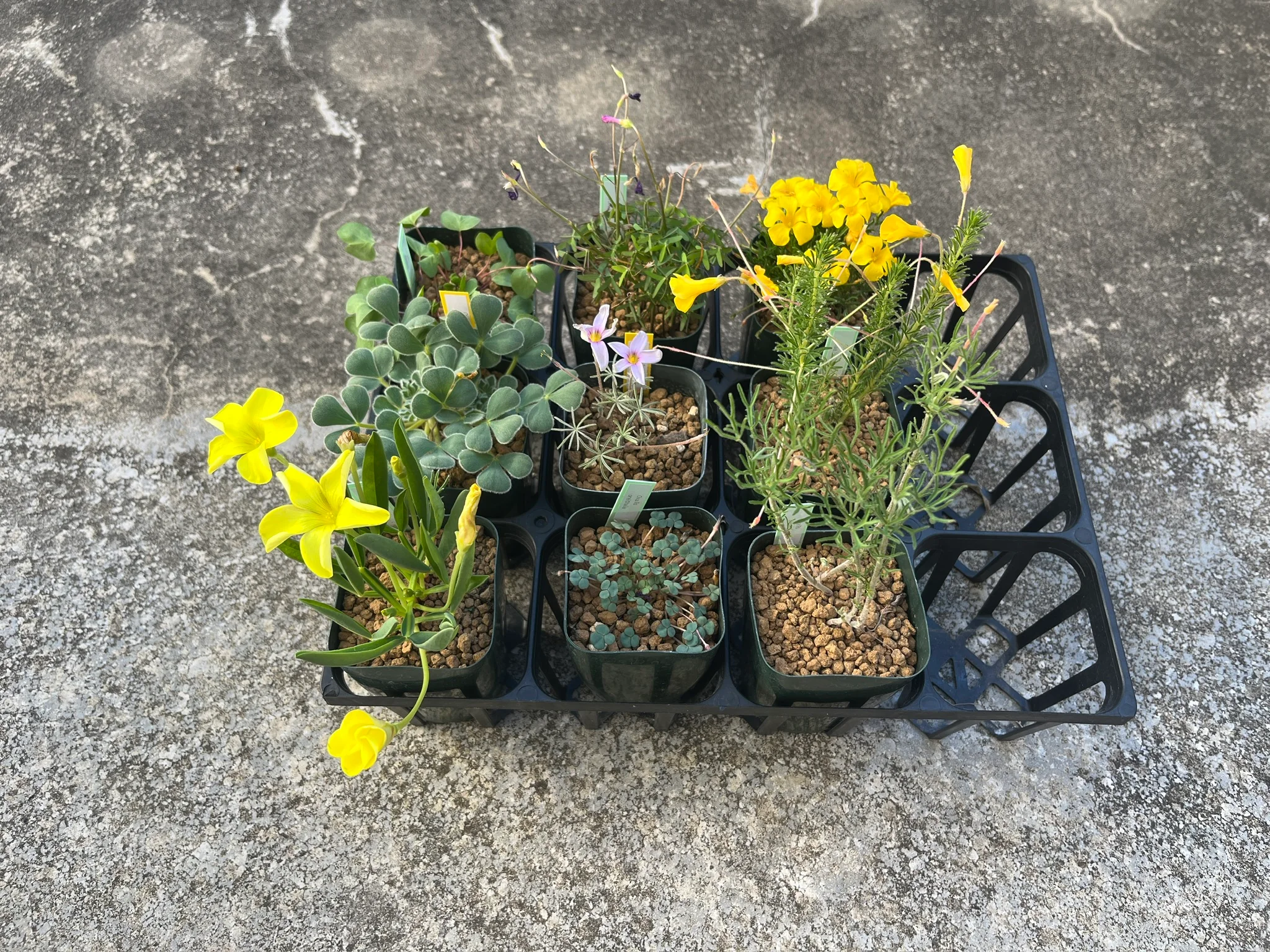 オキザリスシーズン到来