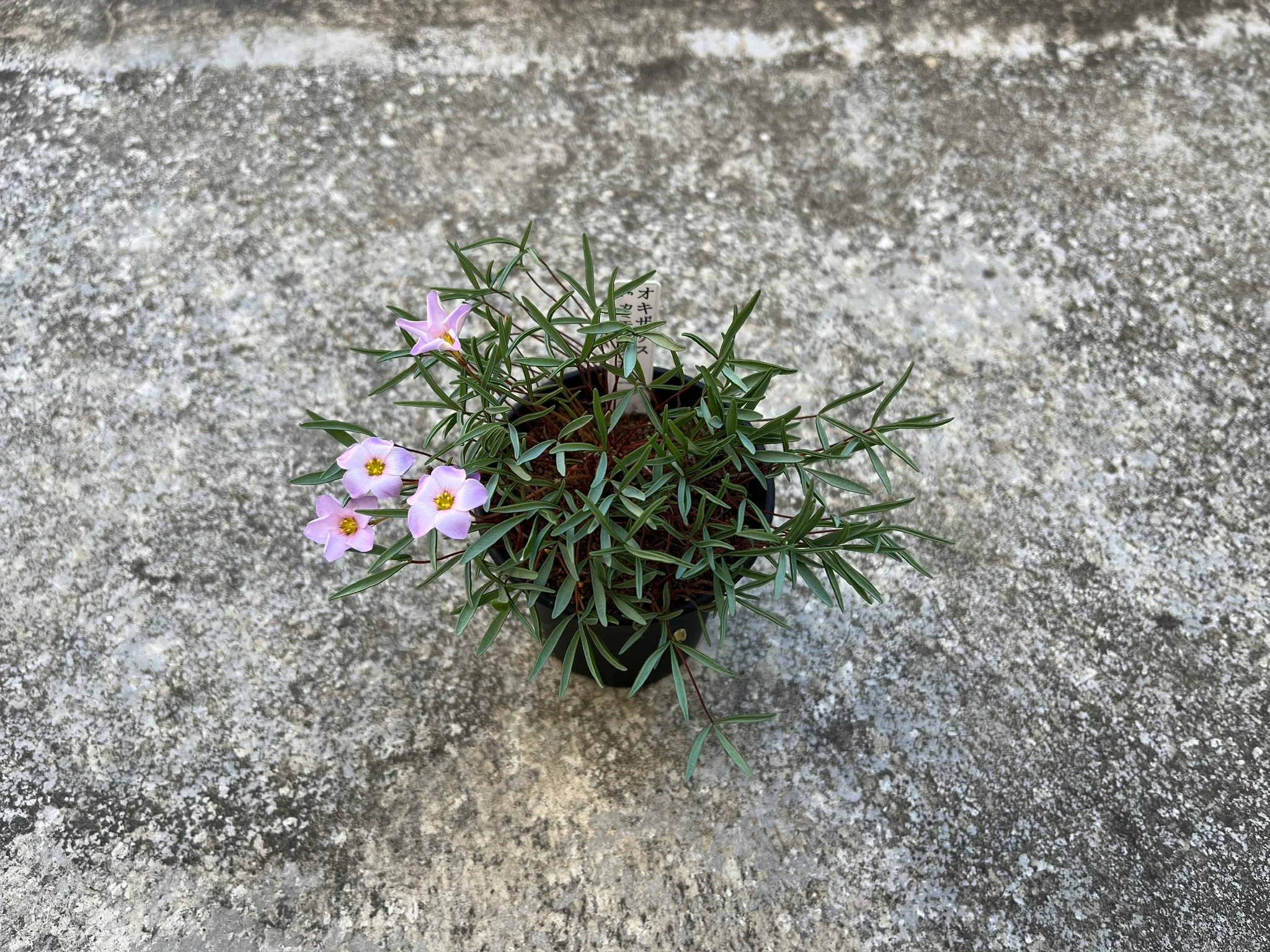 Oxalis cf. kamiesbergensis