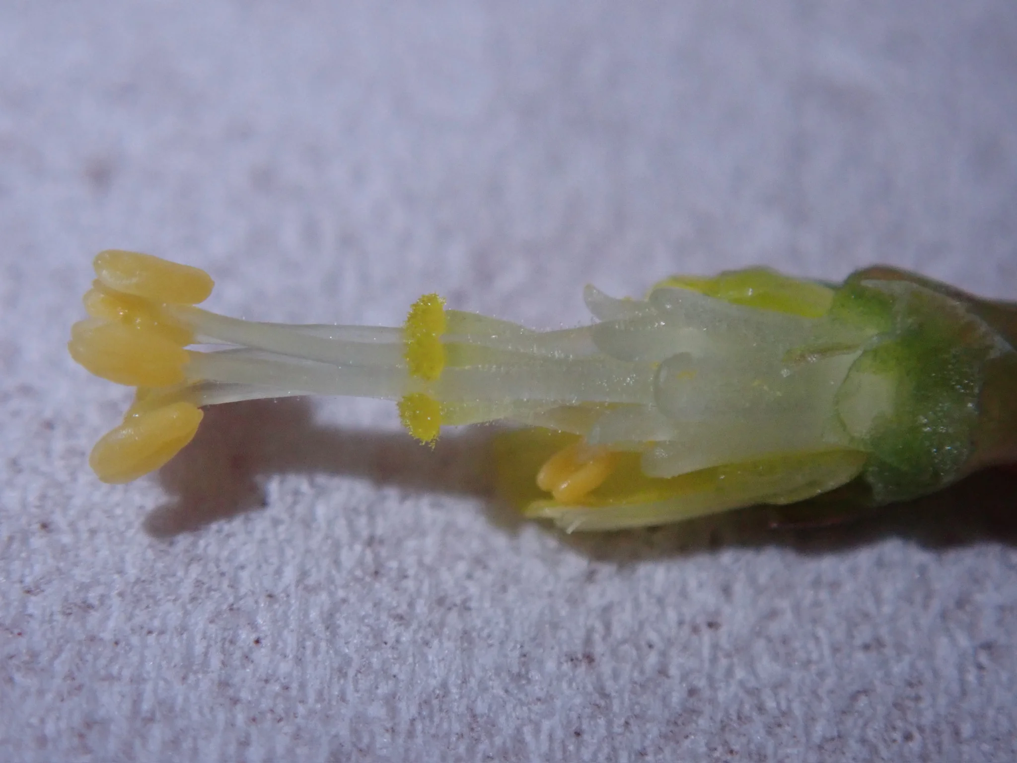 Oxalisからタネを取る