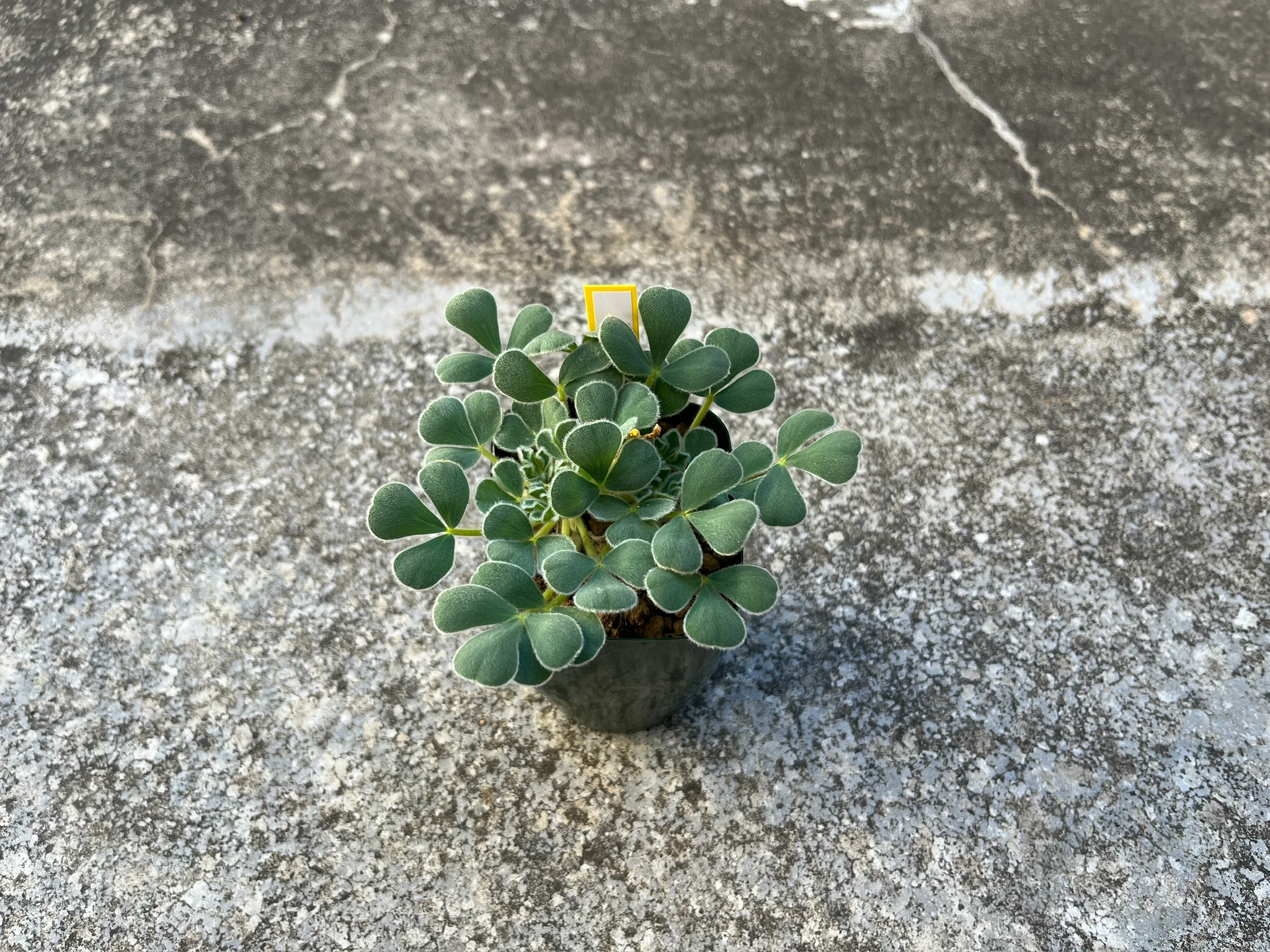 Oxalis melanosticta "Ken Aslet"