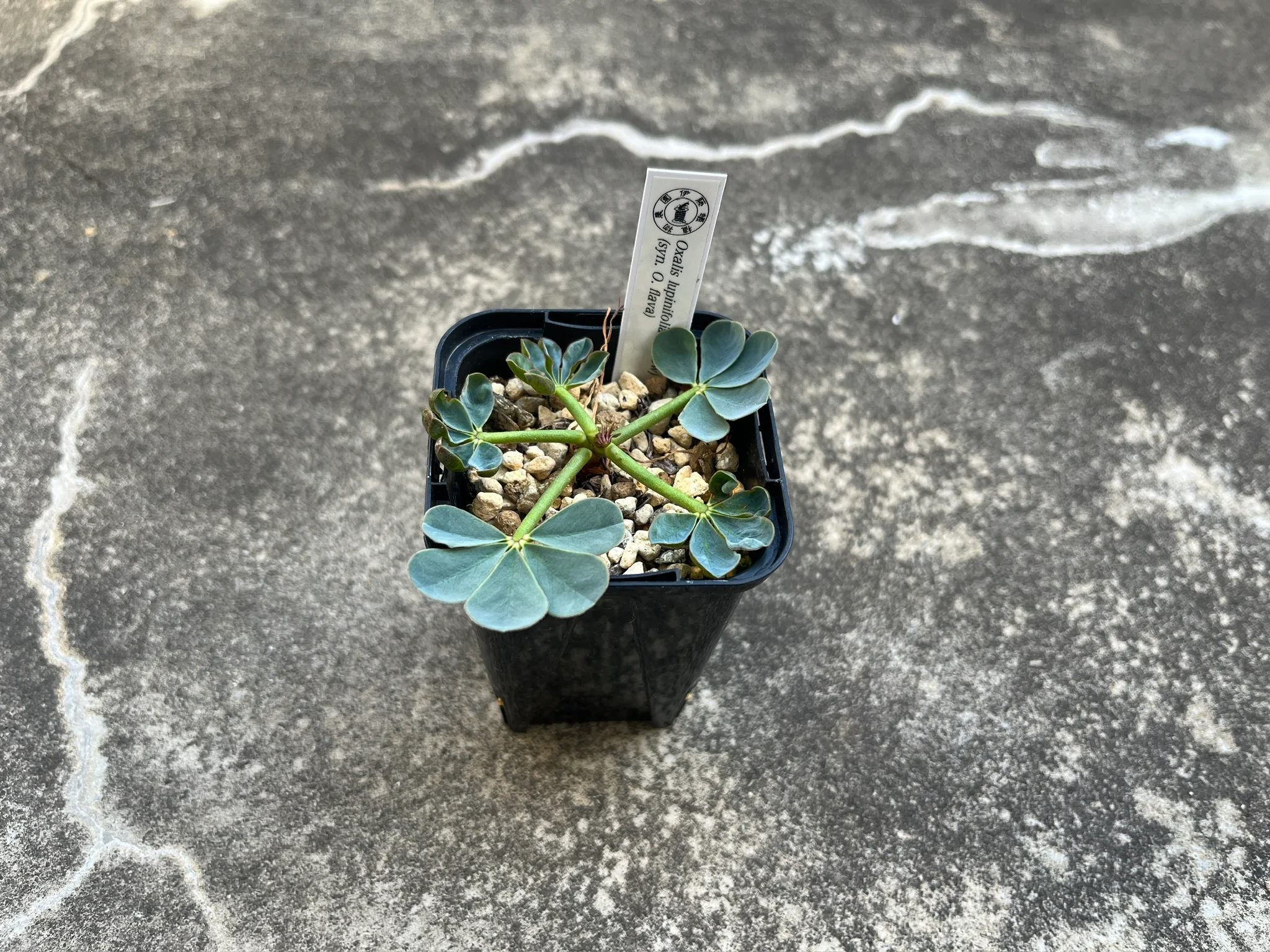 Oxalis lupinifolia yellow (Syn. Oxalis flava)