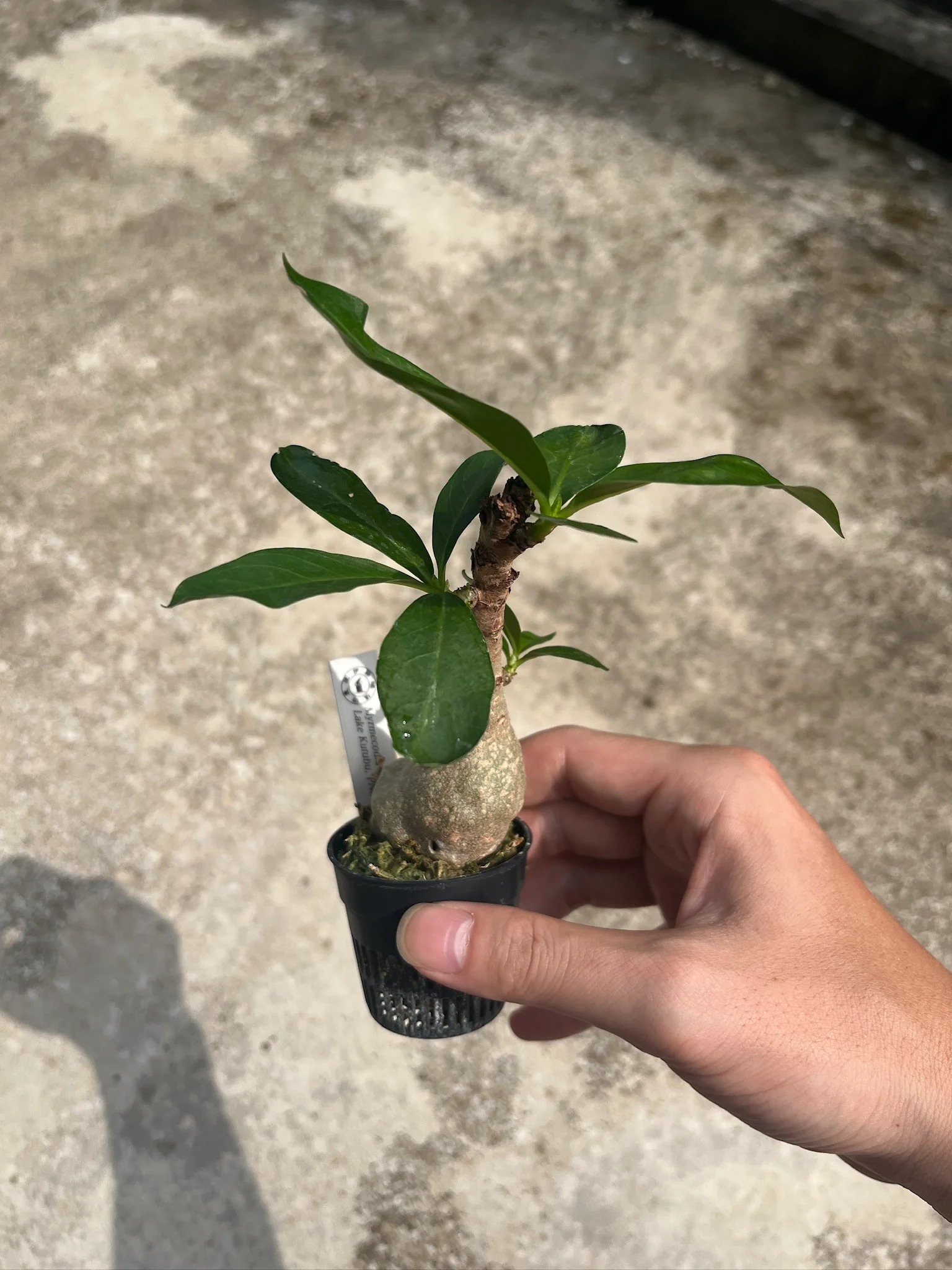 Myrmecodiaの荒療治【完】