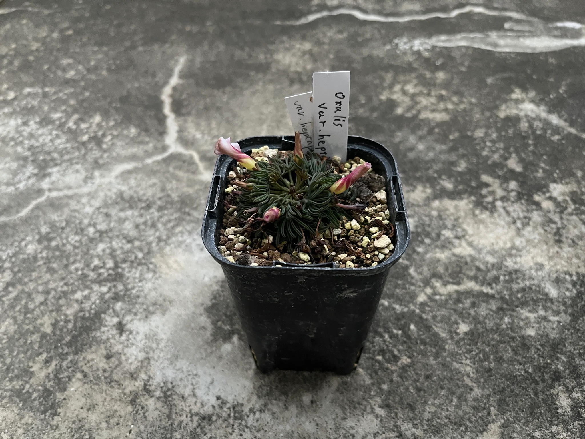 Oxalis polyphylla var. heptaphylla