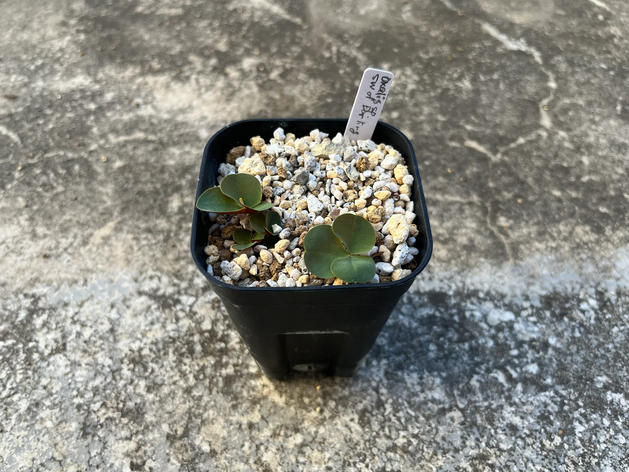 Oxalis sp. SW of Darling above Modderriver SA UCB 81.0552 / Oruncluff 6326