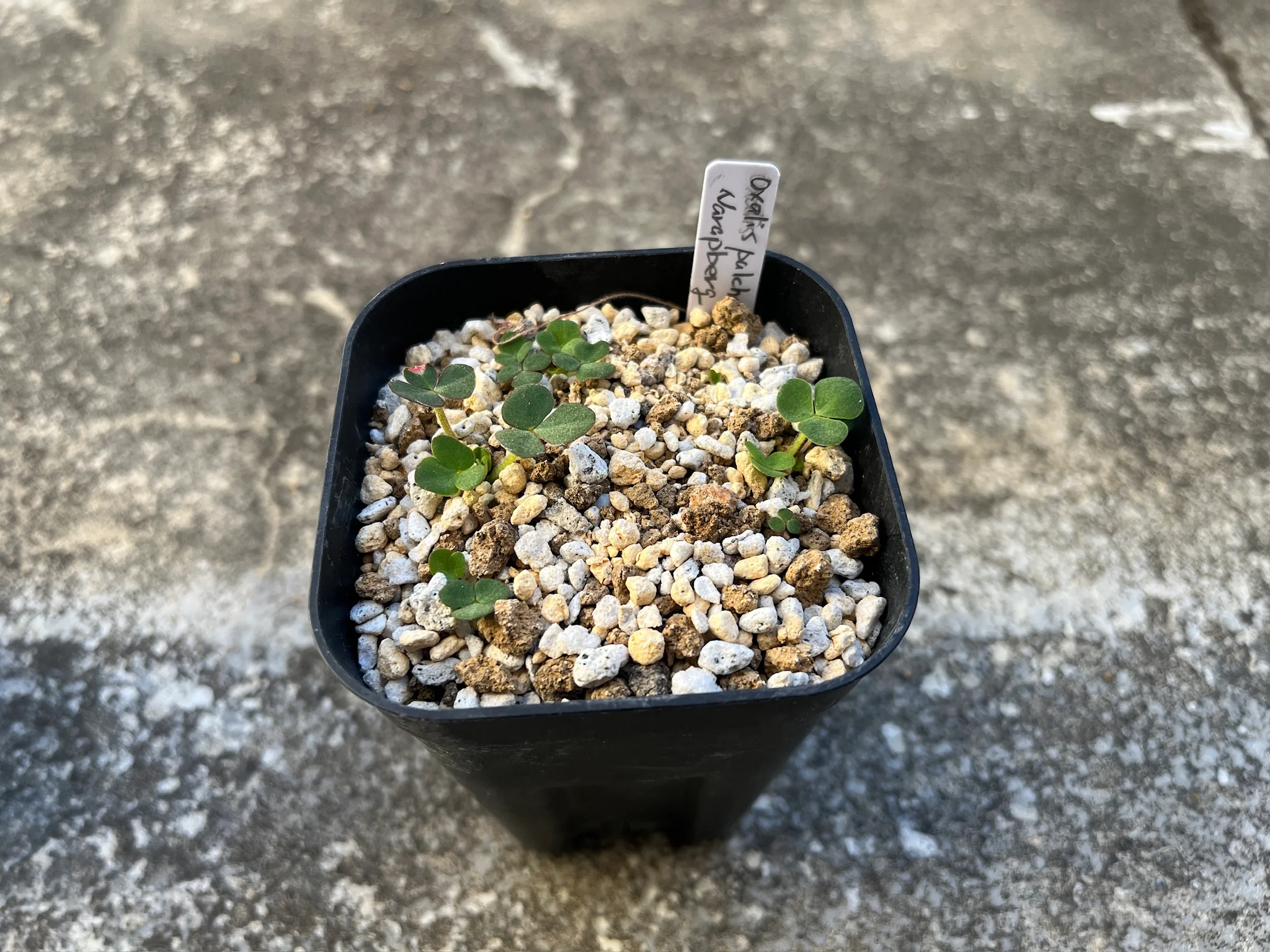 Oxalis pulchella Narapberg