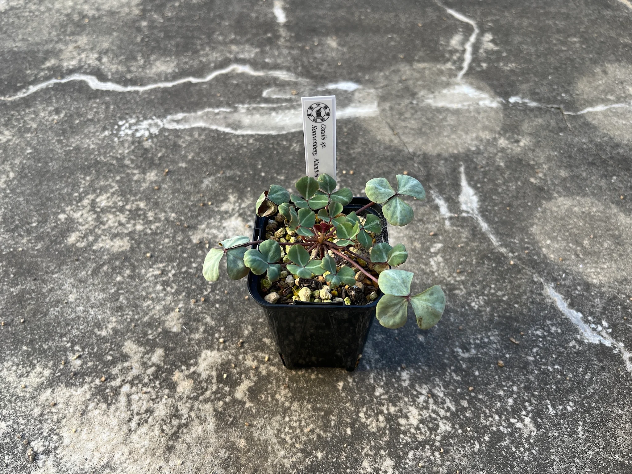 Oxalis sp. Sonnenberg, Namibia