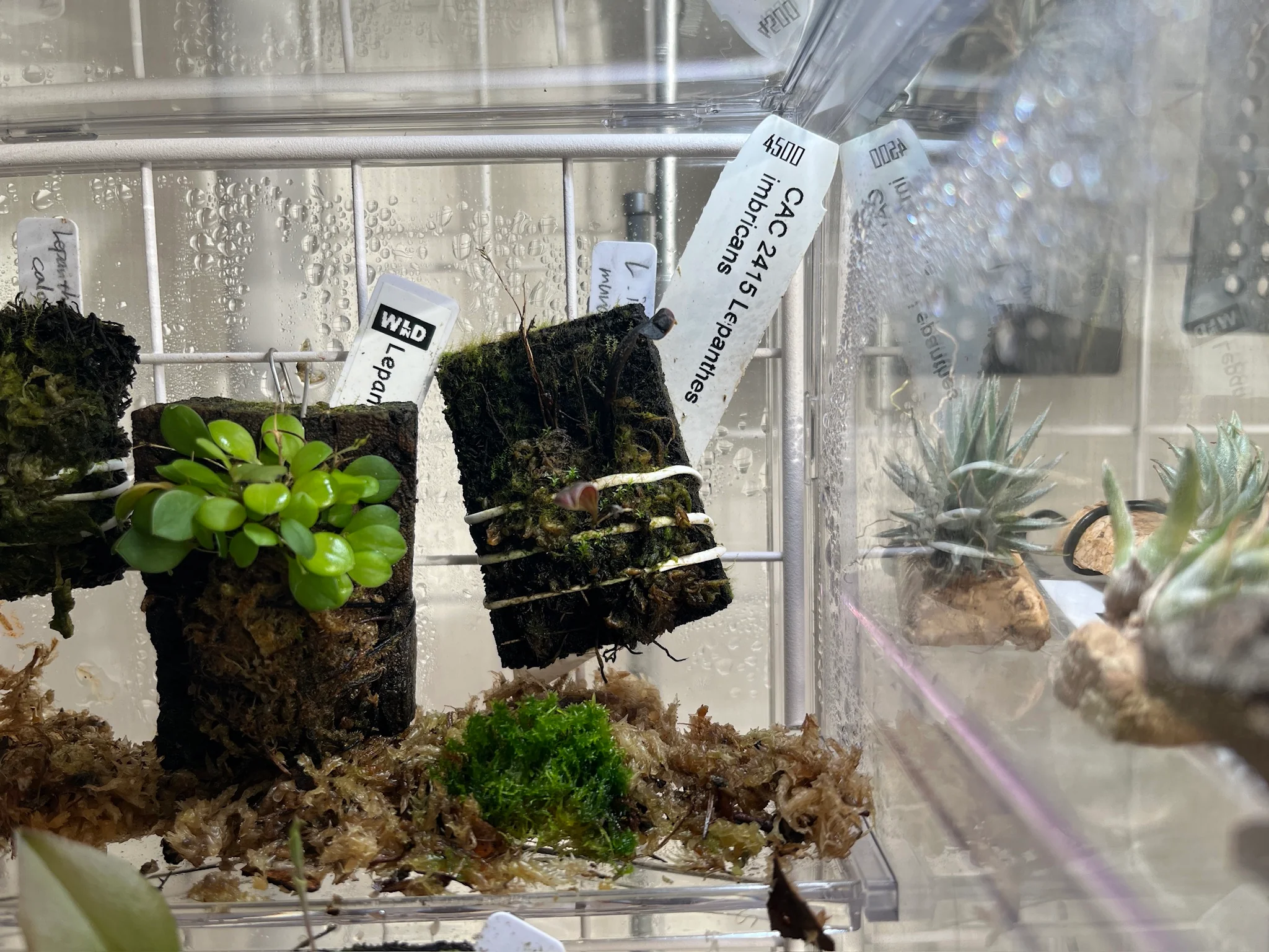 【更新停止】Lepanthes imbricans