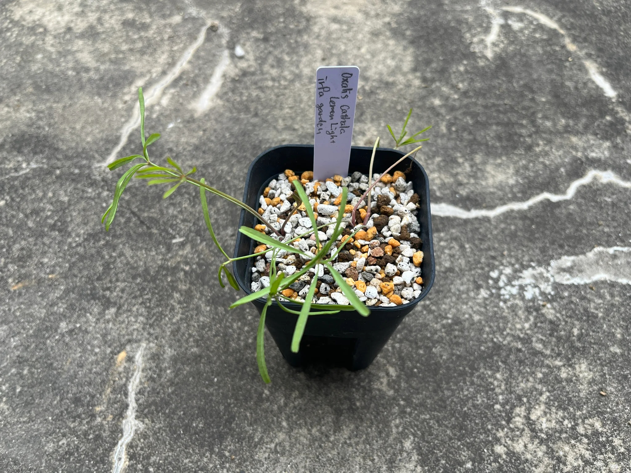 Oxalis cathara "Lemon Light"