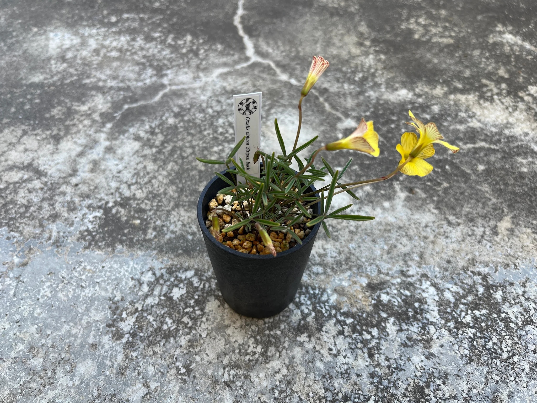Oxalis obtusa "Striped Back"