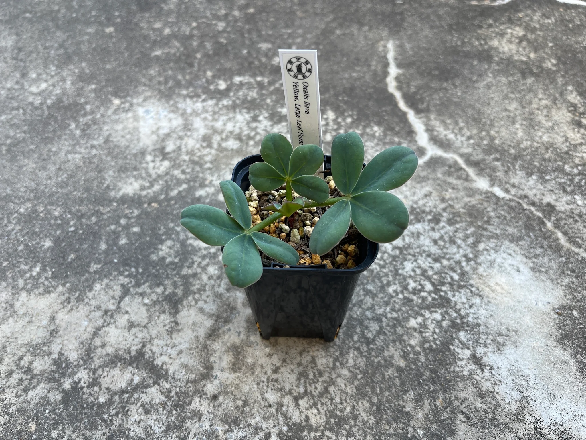 Oxalis flava Yellow, Large Leaf Form