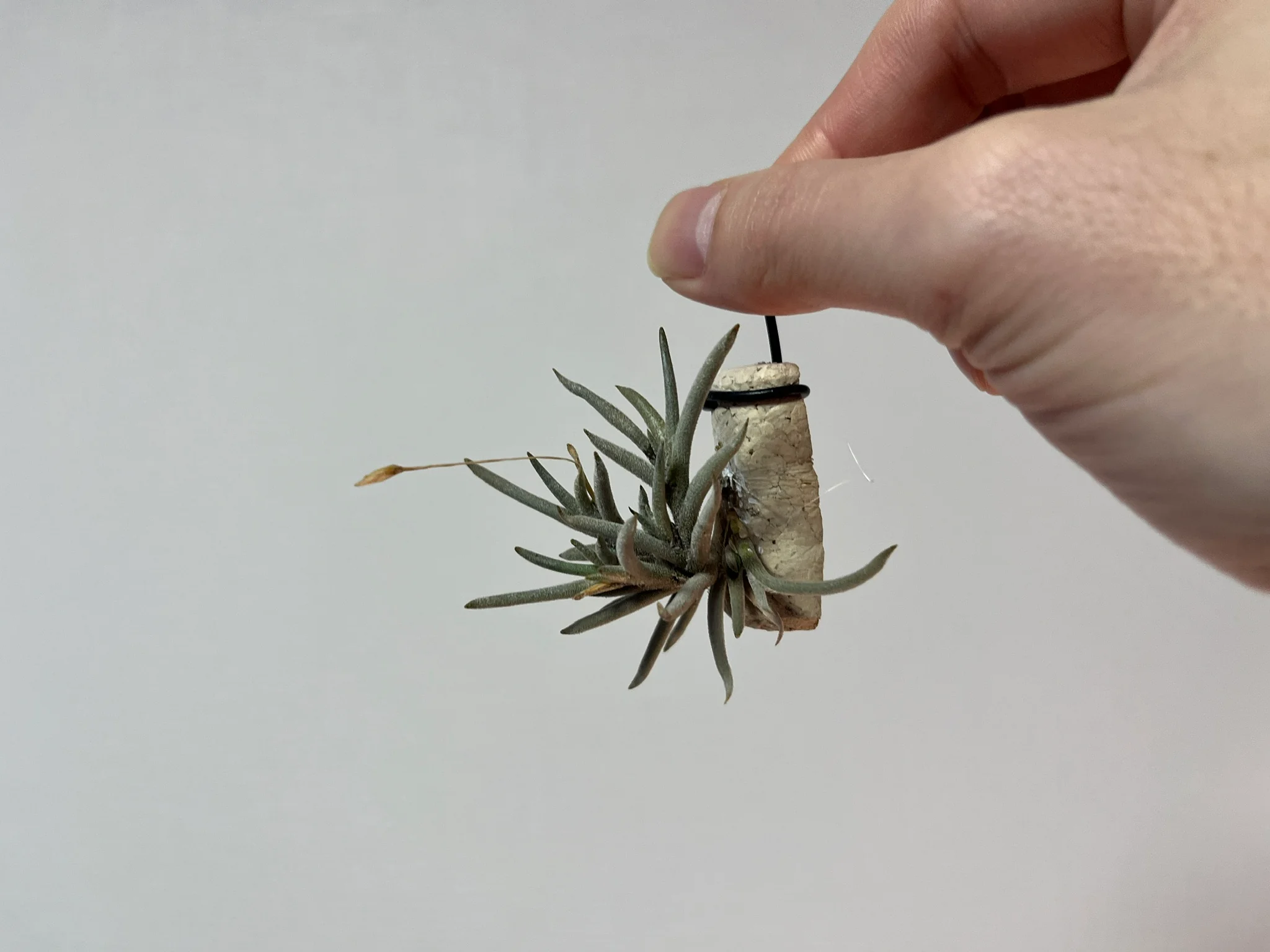 Tillandsia capillaris "rose flower"