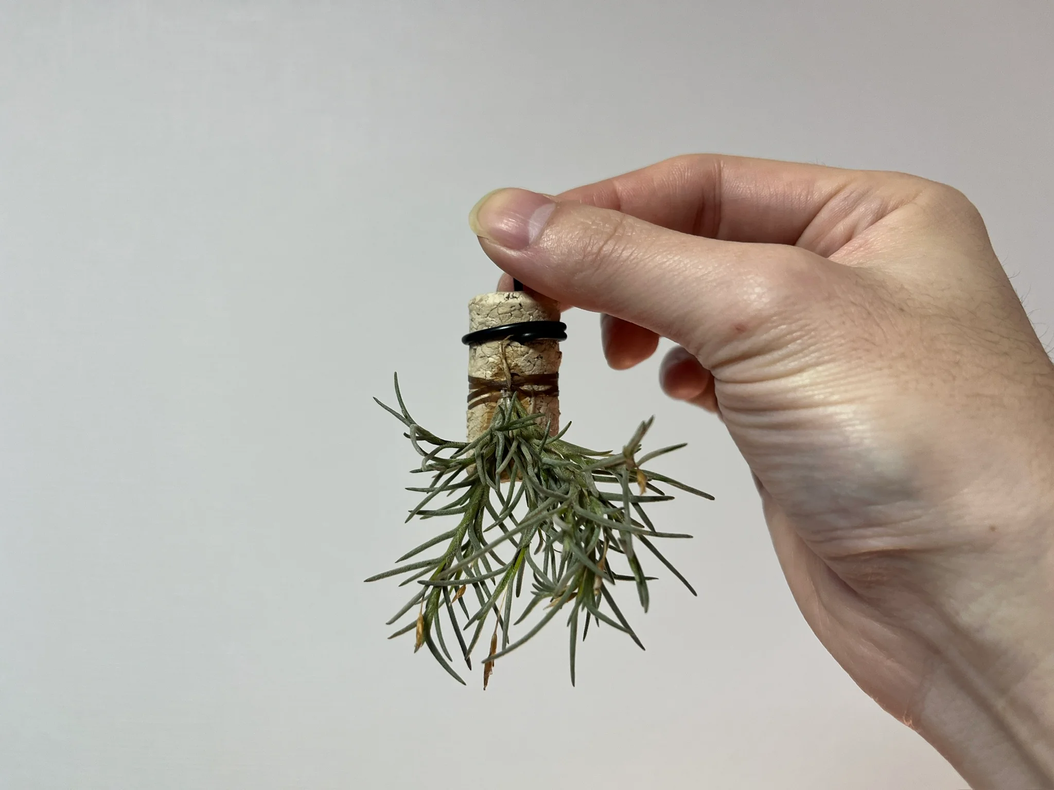 Tillandsia capillaris "type 4"