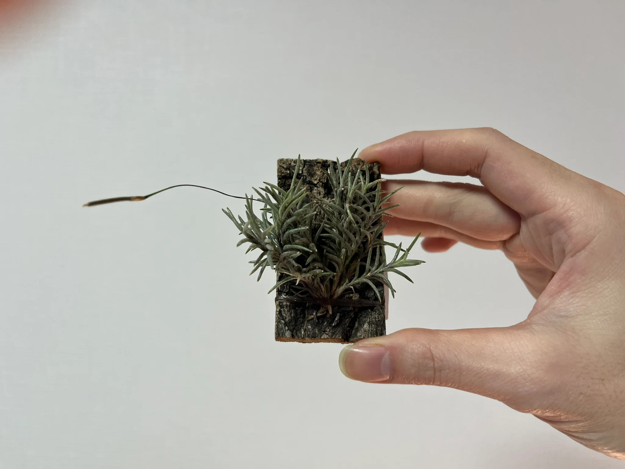 Tillandsia capillaris "1,238m Salvador de Jujay, Argentina"