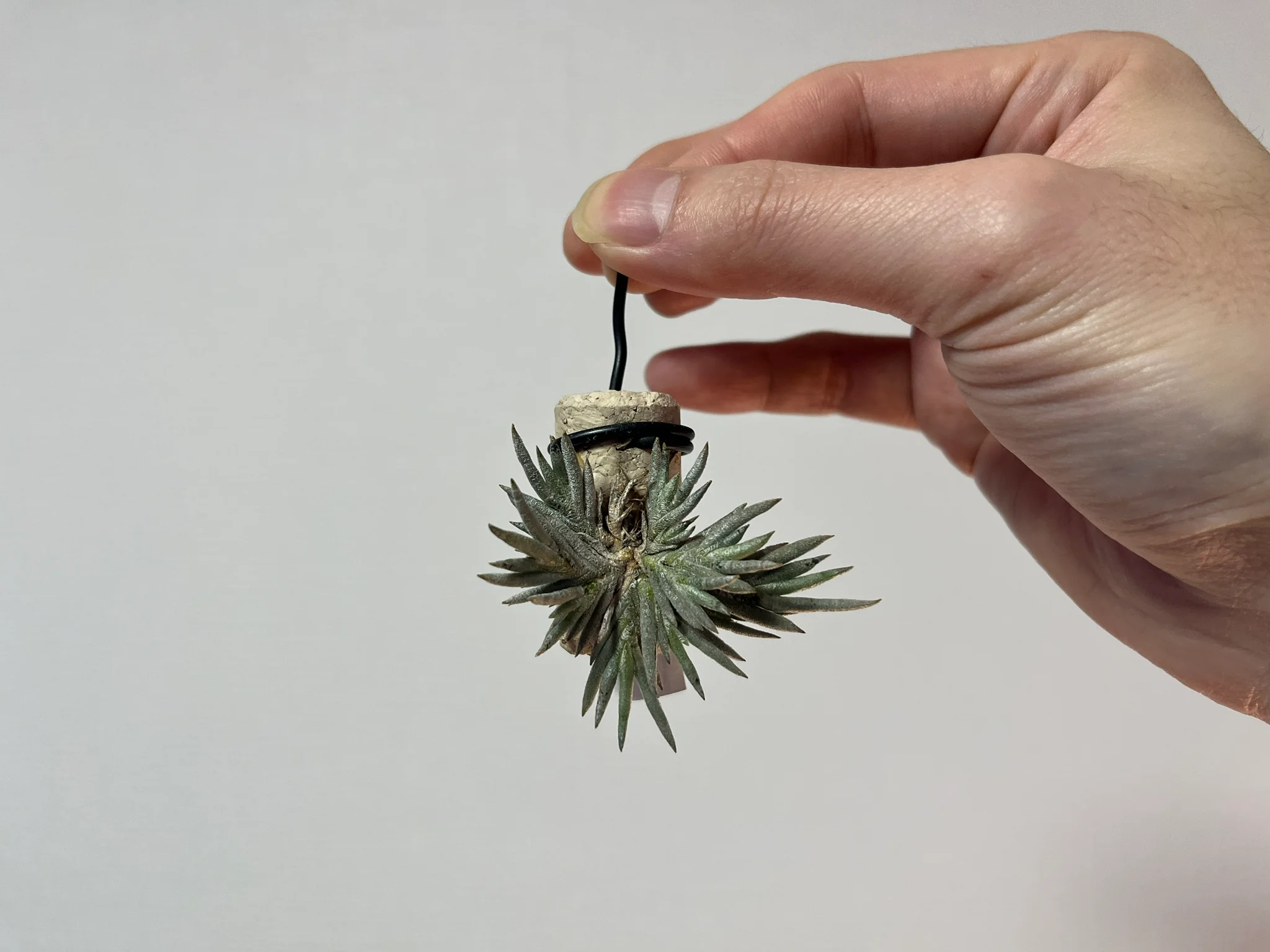 Tillandsia capillaris "compact form (forme compacte a grandes fleurs)"