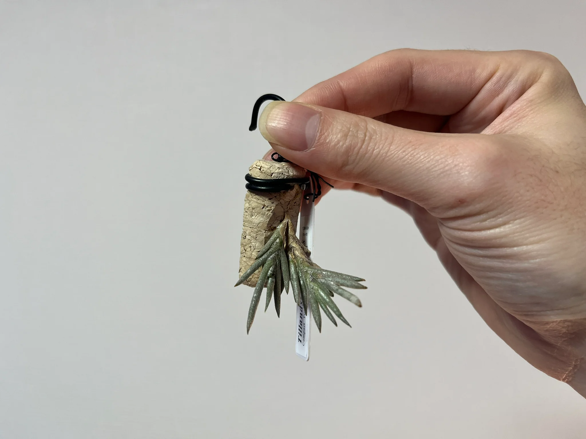 Tillandsia capillaris "compact form Big Flower/White Petal"