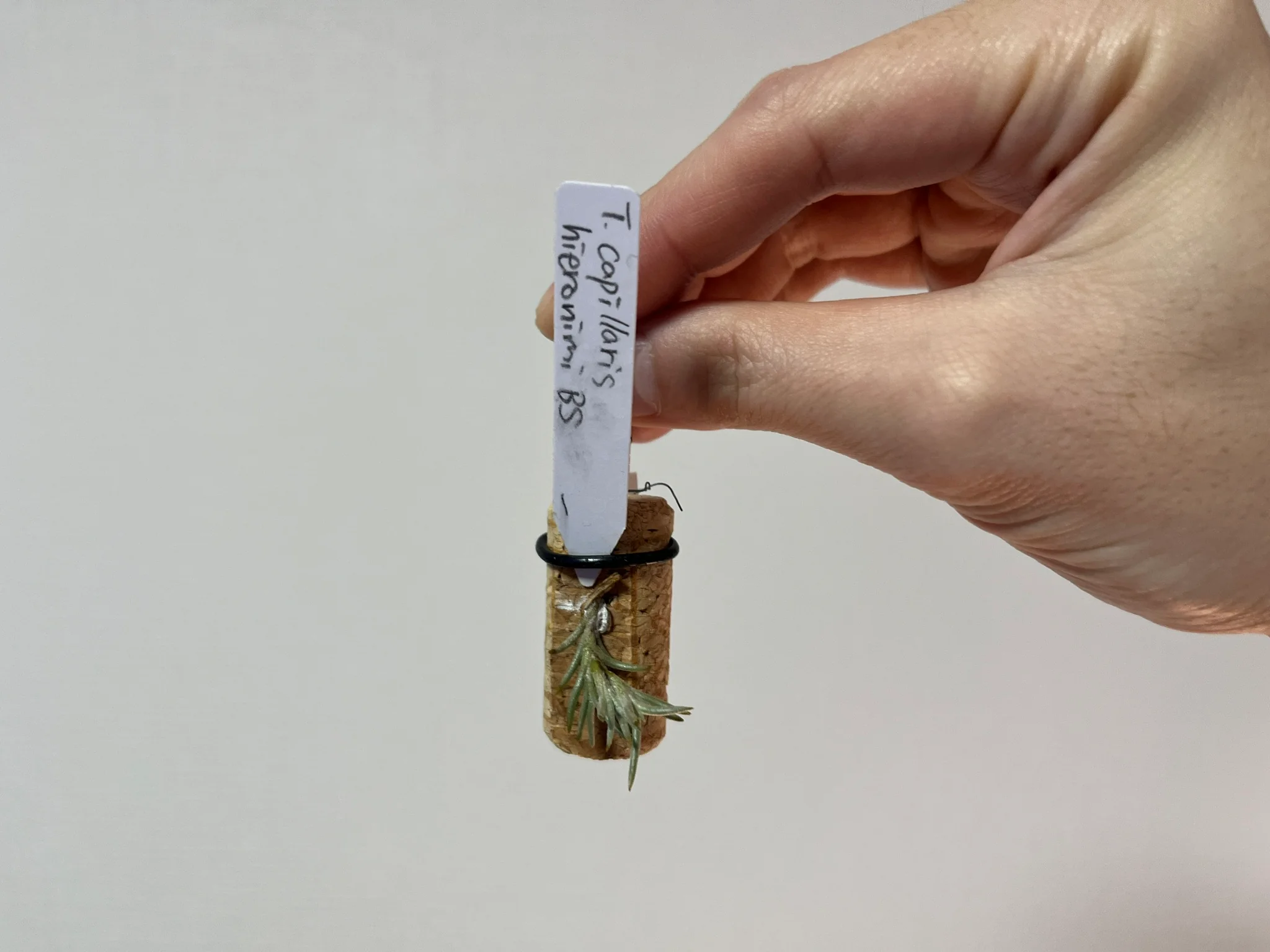 Tillandsia capillaris "v. hieroniimi"