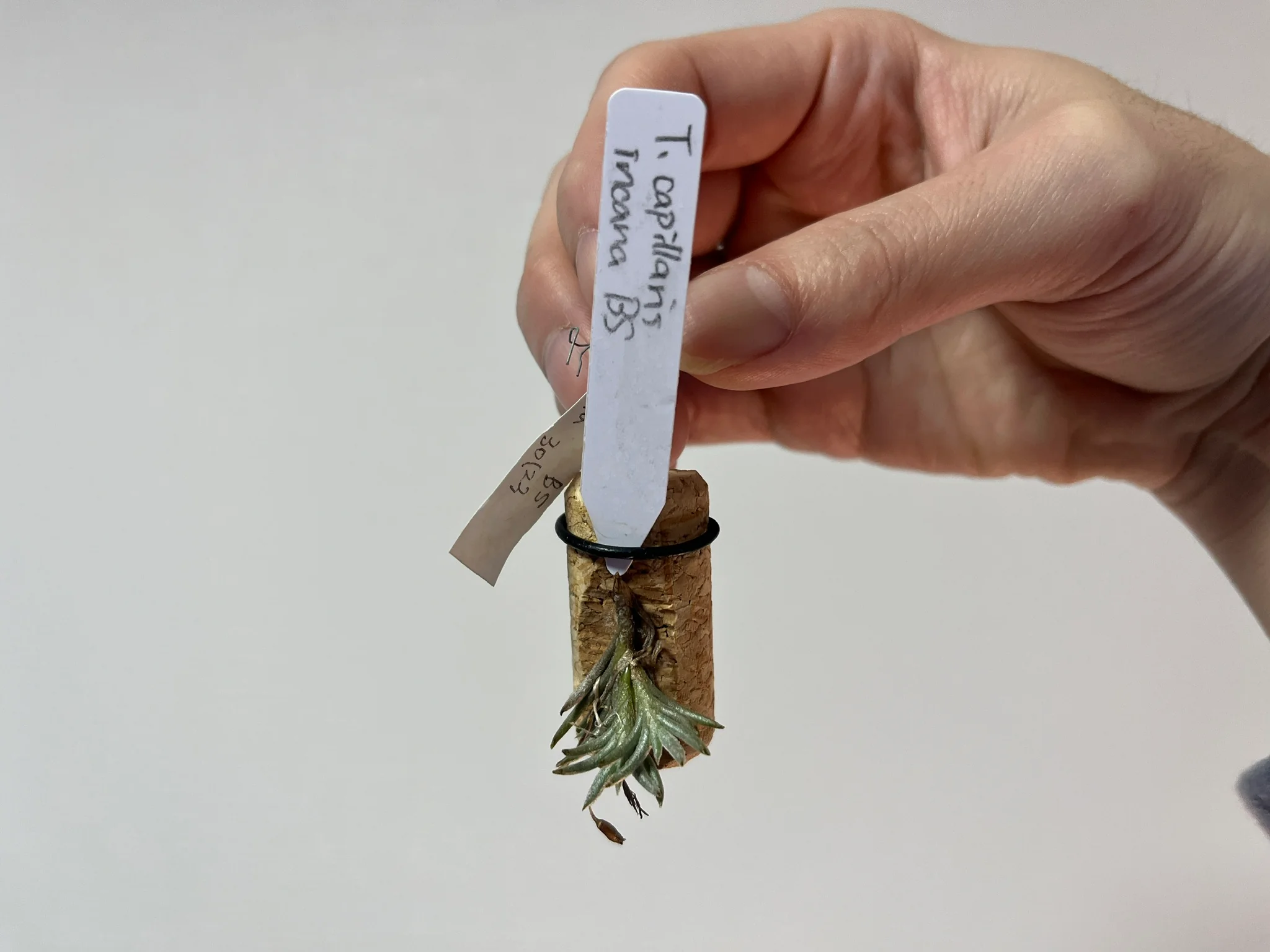 Tillandsia capillaris "v. incana"