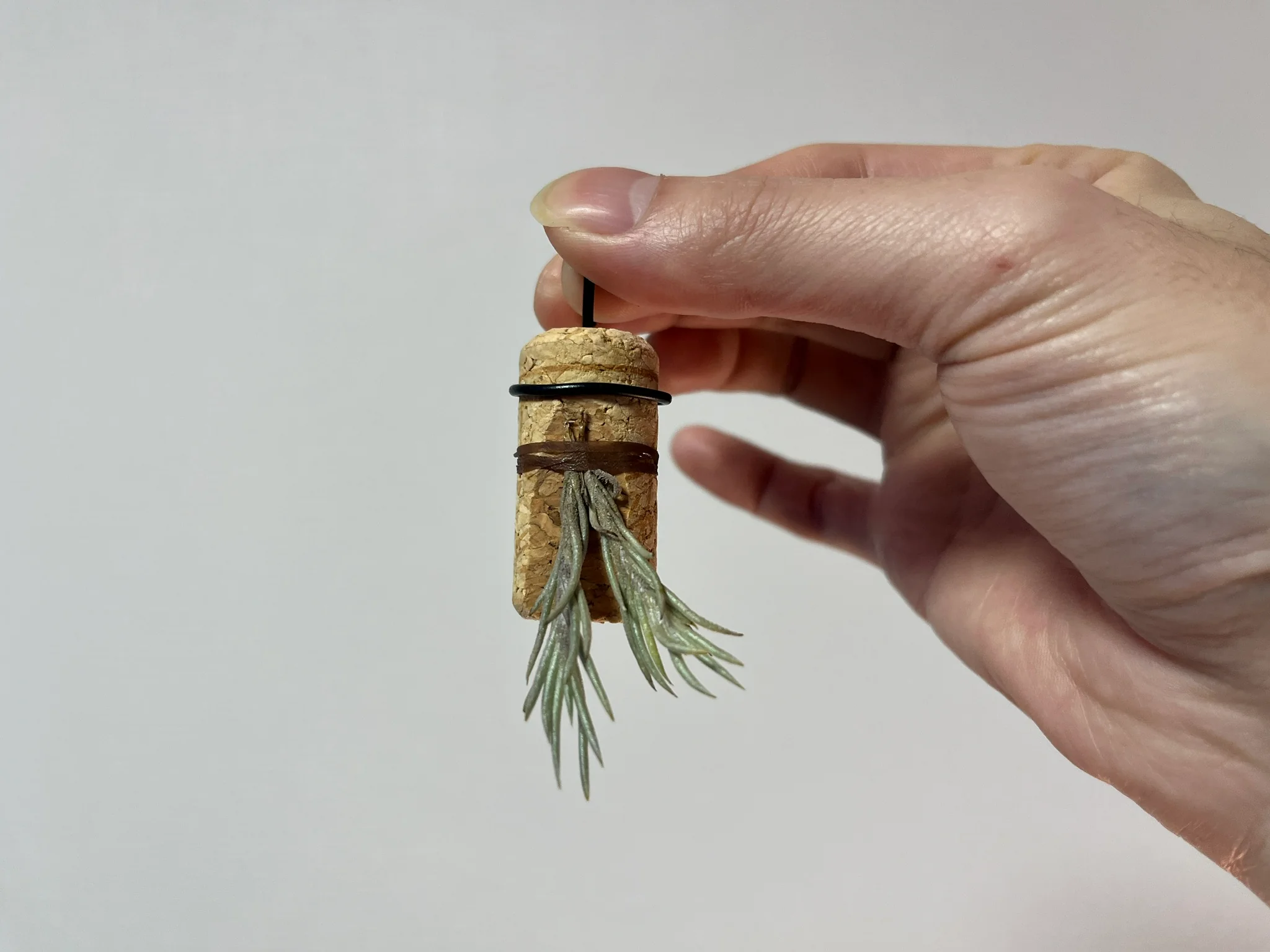 Tillandsia capillaris 【from ヤフオク #1】