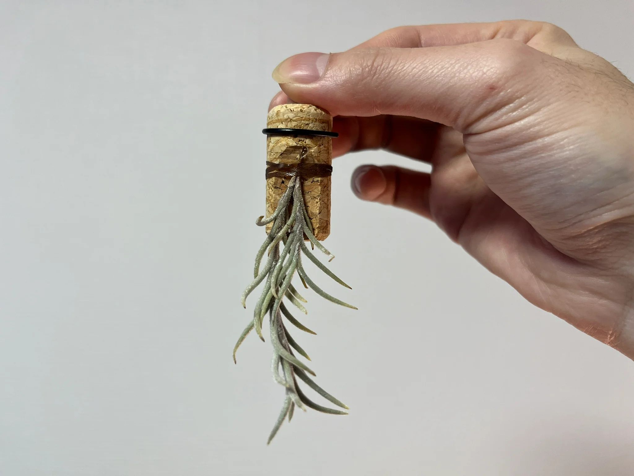 Tillandsia capillaris "v. lanuginosa"