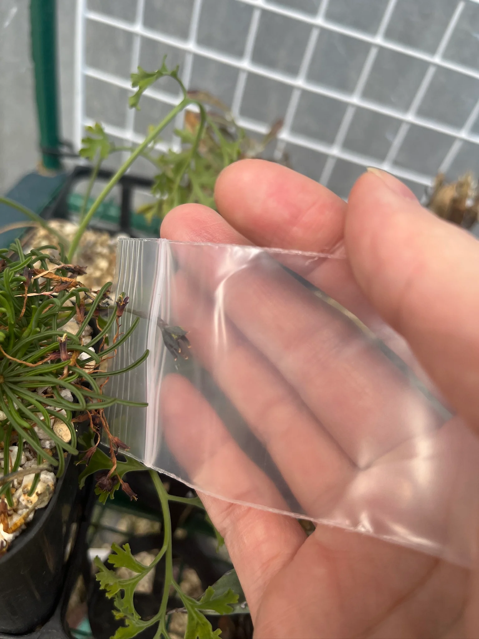 flava種群交配記録