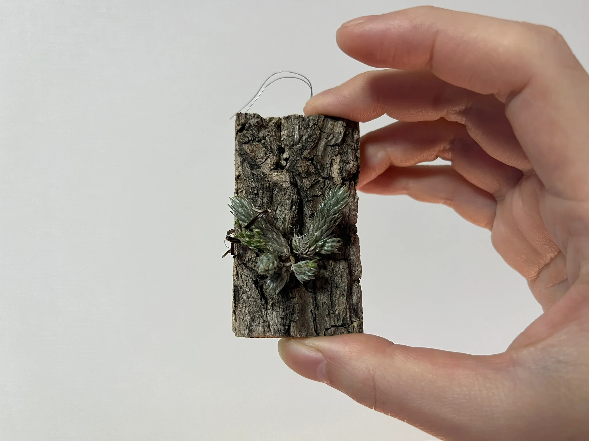 Tillandsia aff. bryoides from R.F.