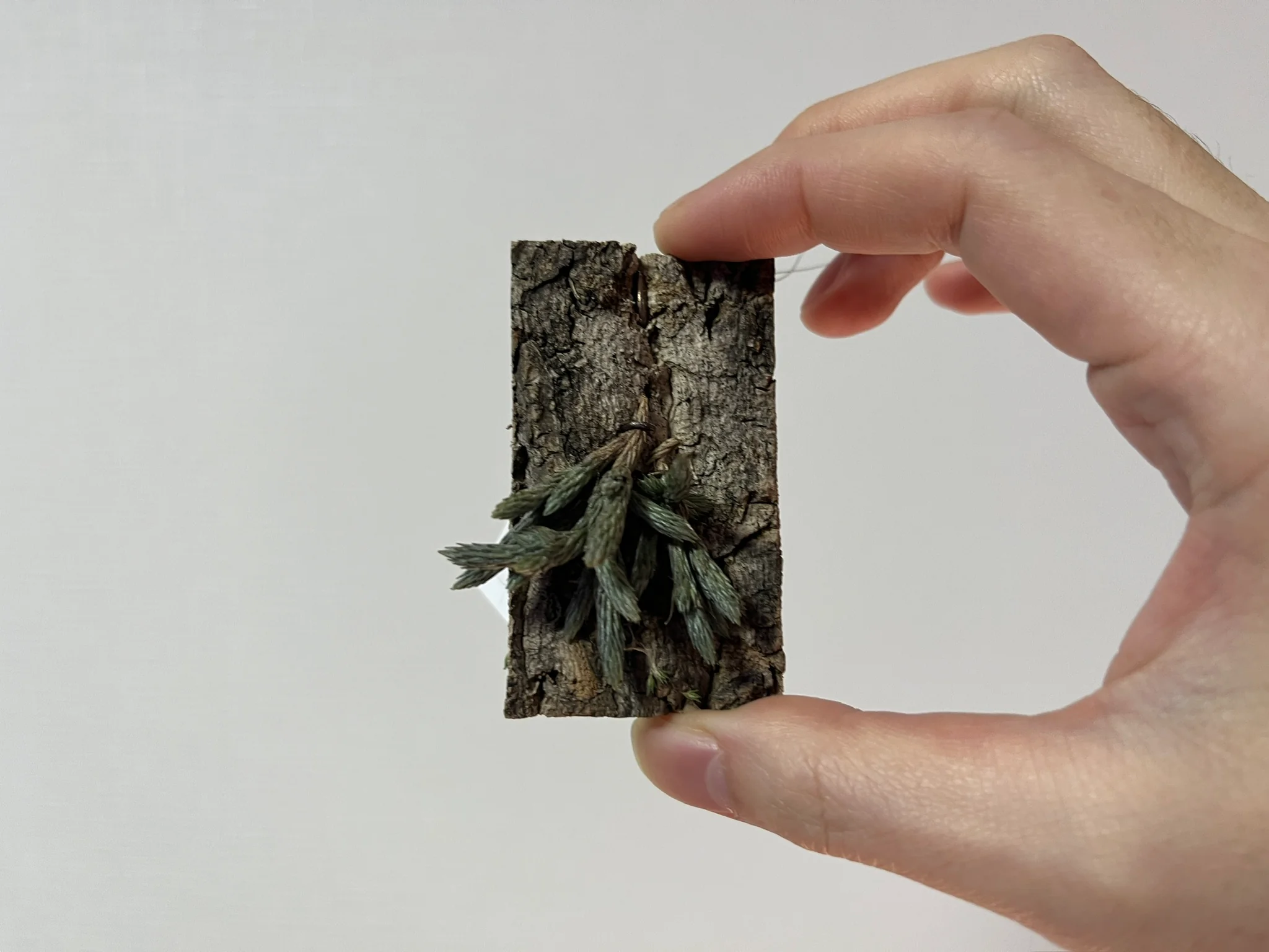 Tillandsia bryoides from R.F.