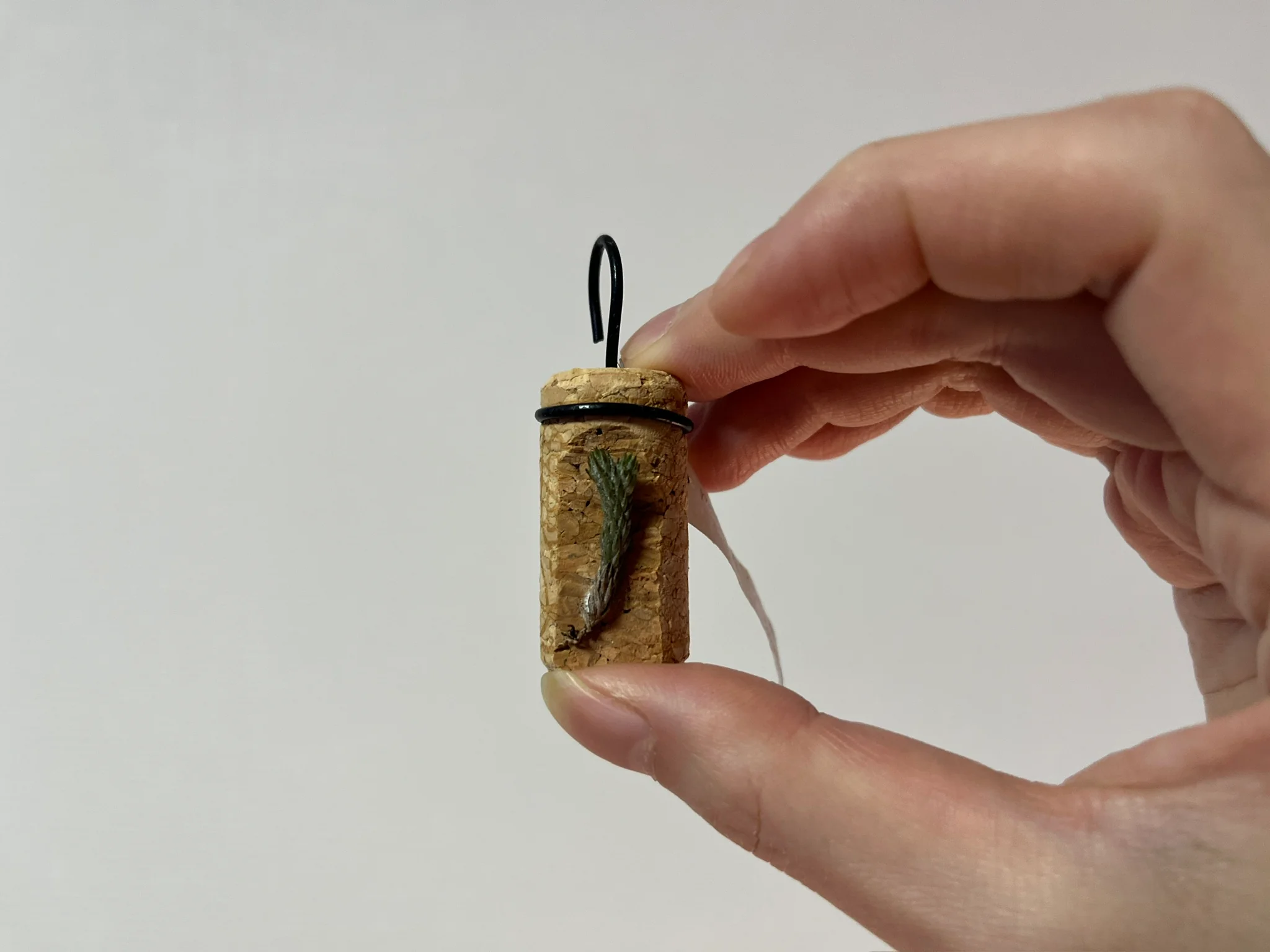 Tillandsia minutiflora from BR