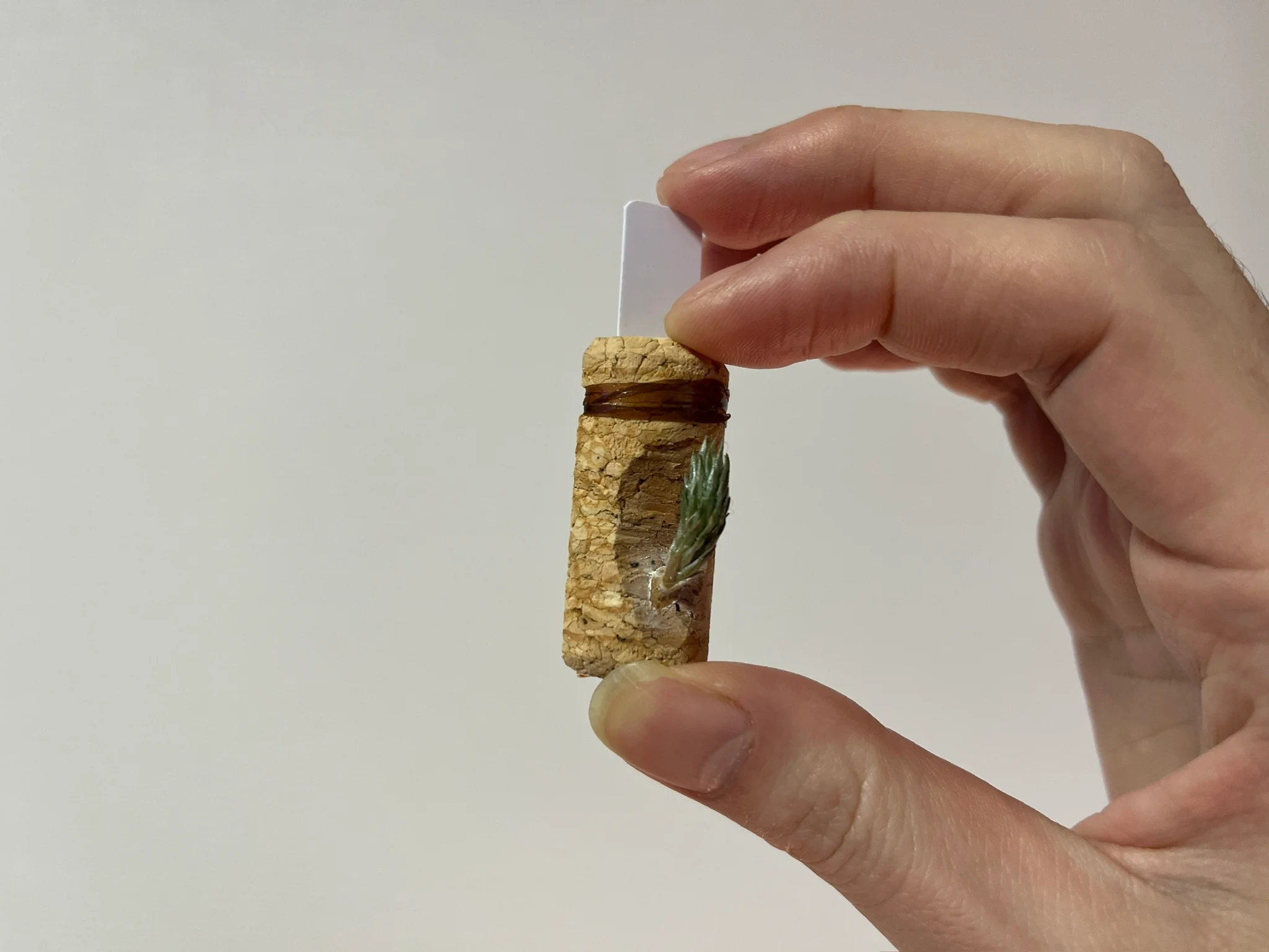 Tillandsia bryoides 【from ヤフオク #1】