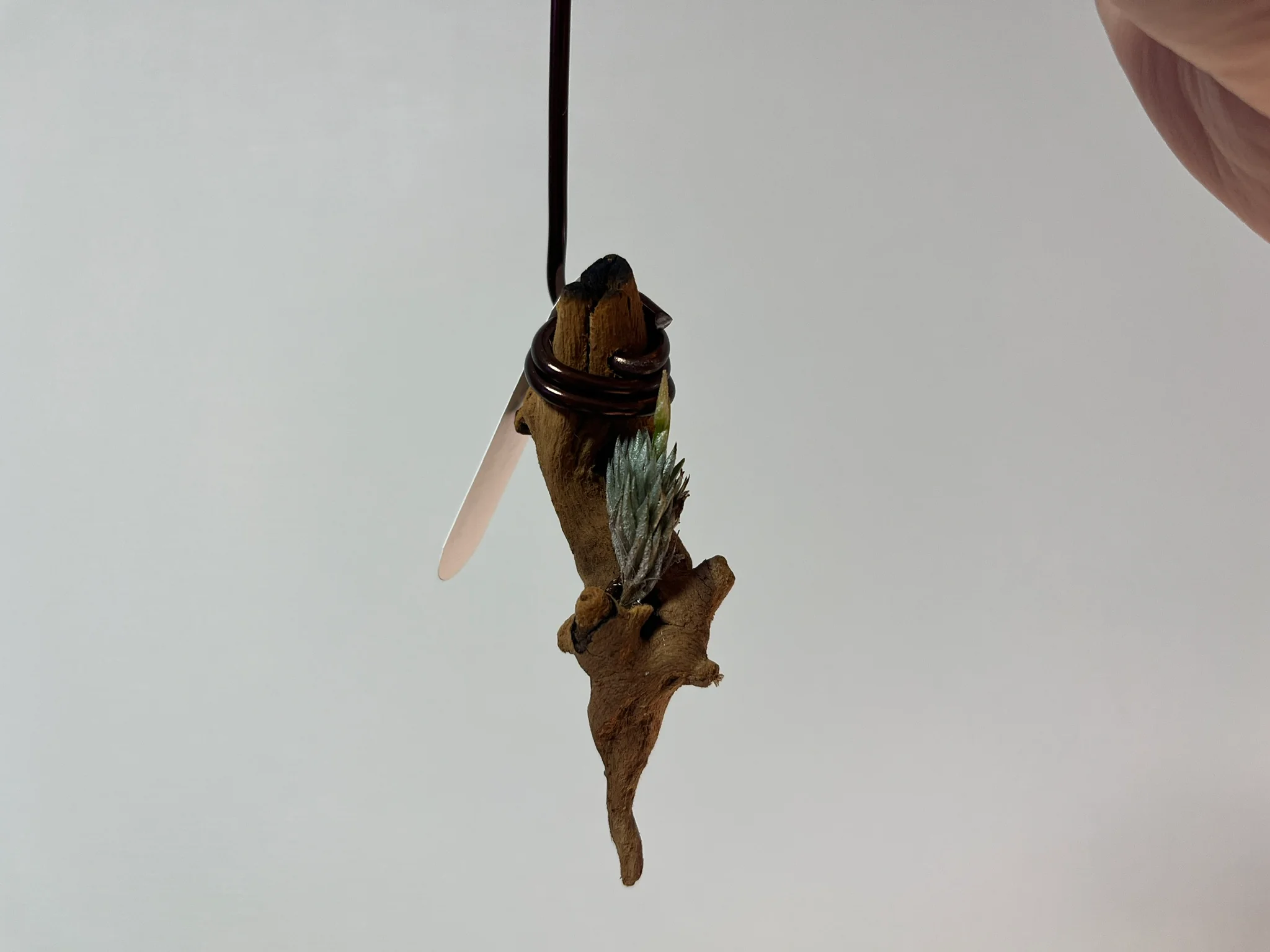 Tillandsia minutiflora major【aff. tricholepis】