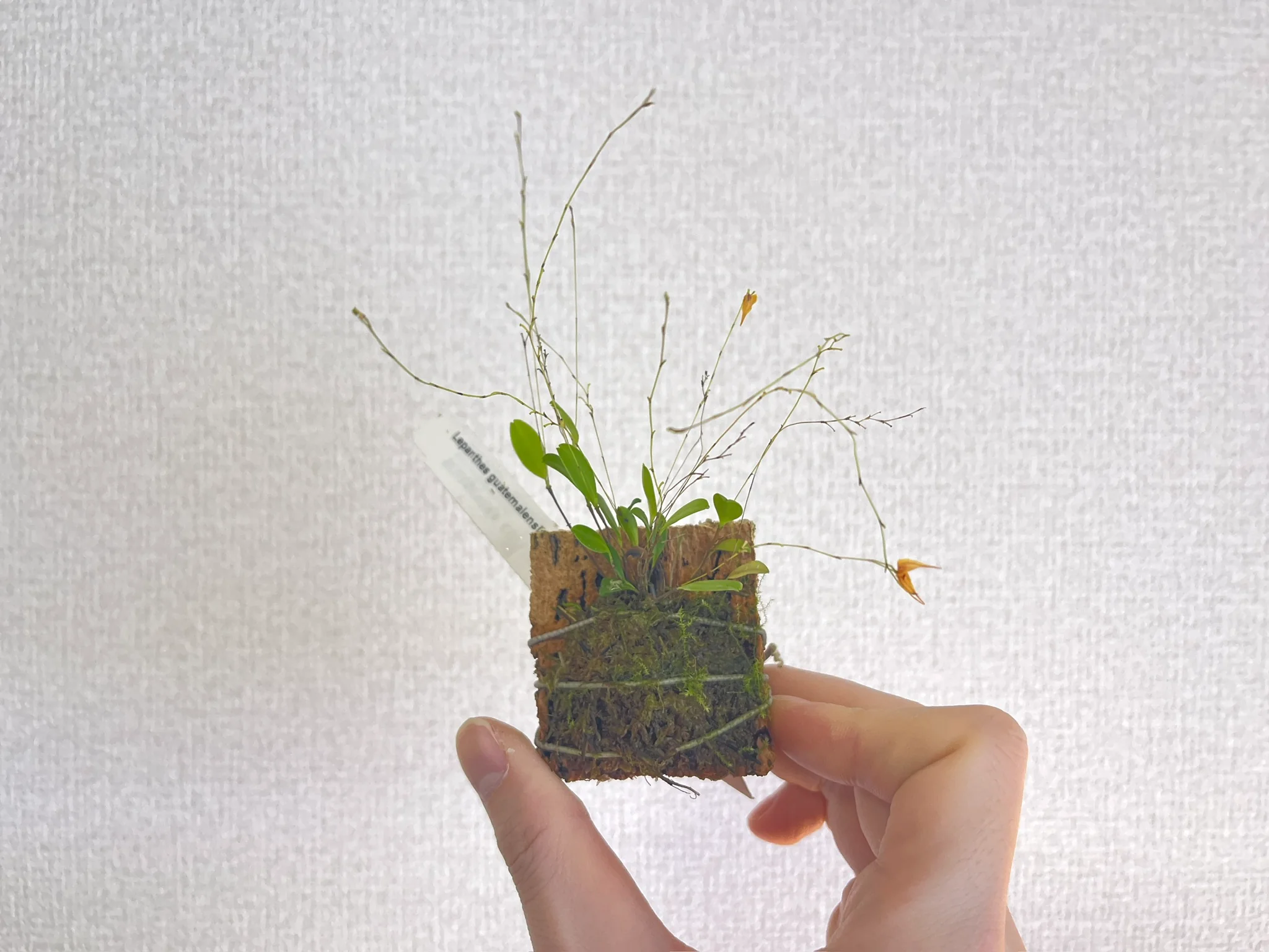 Lepanthes guatemalensis