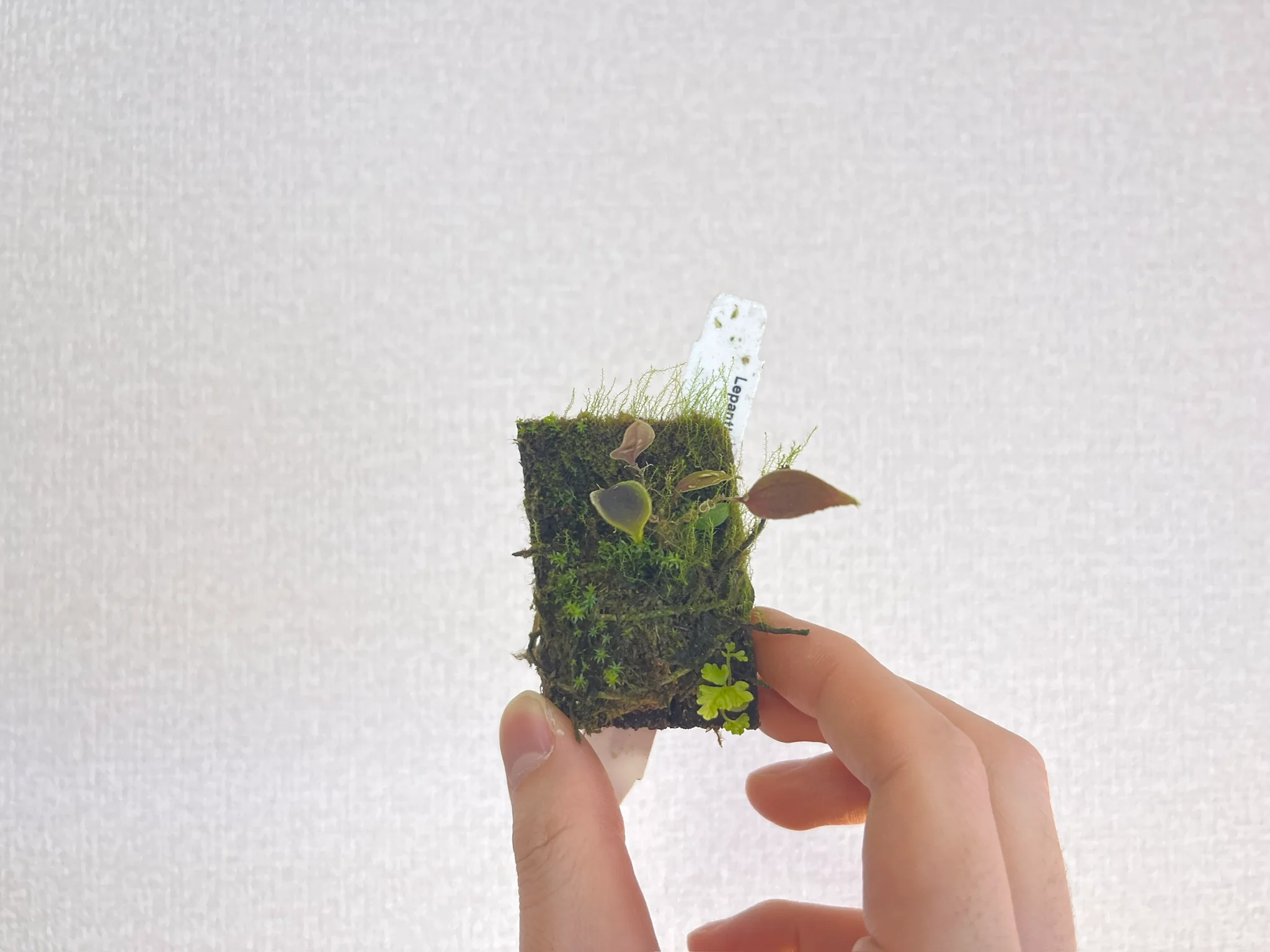 Lepanthes dactylopetala