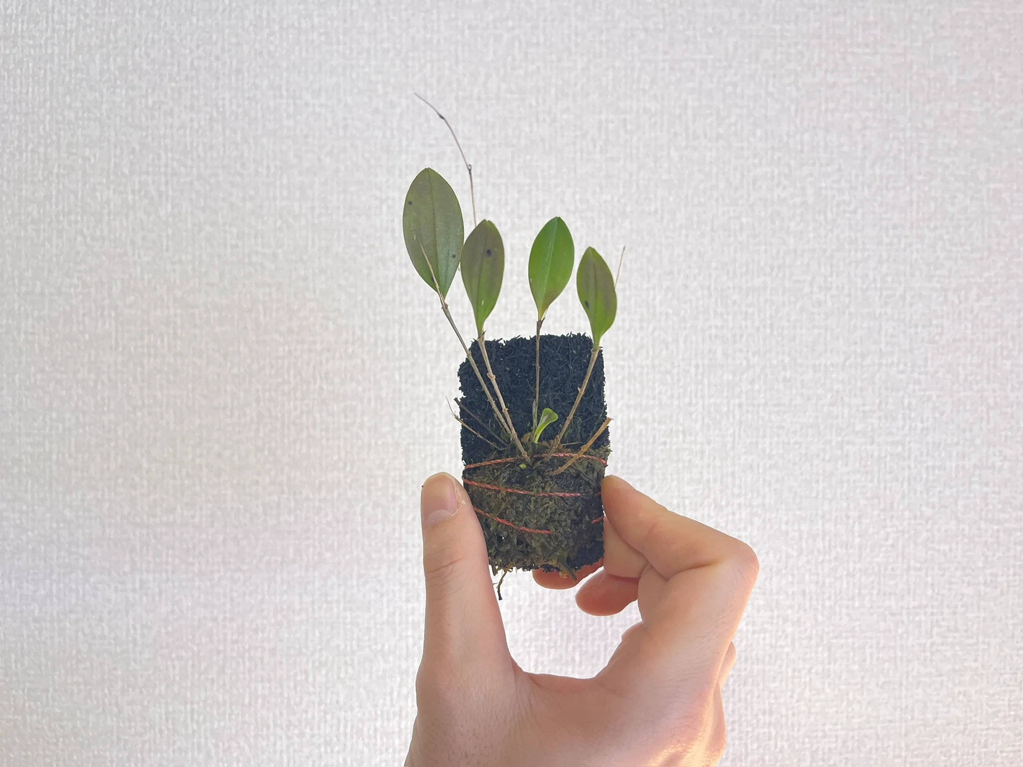 Lepanthes elegantula