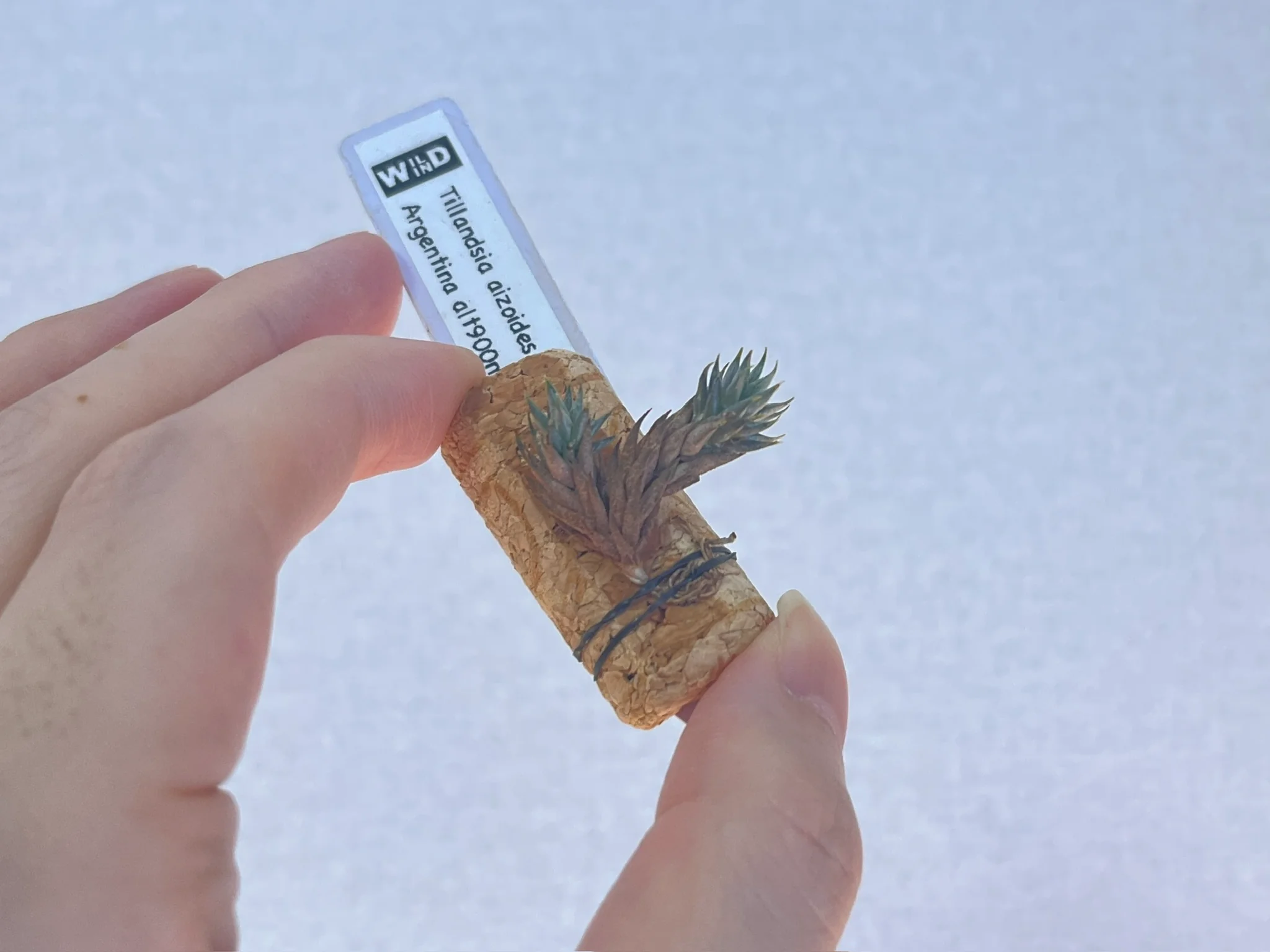 Tillandsia aizoides "La Rioja"