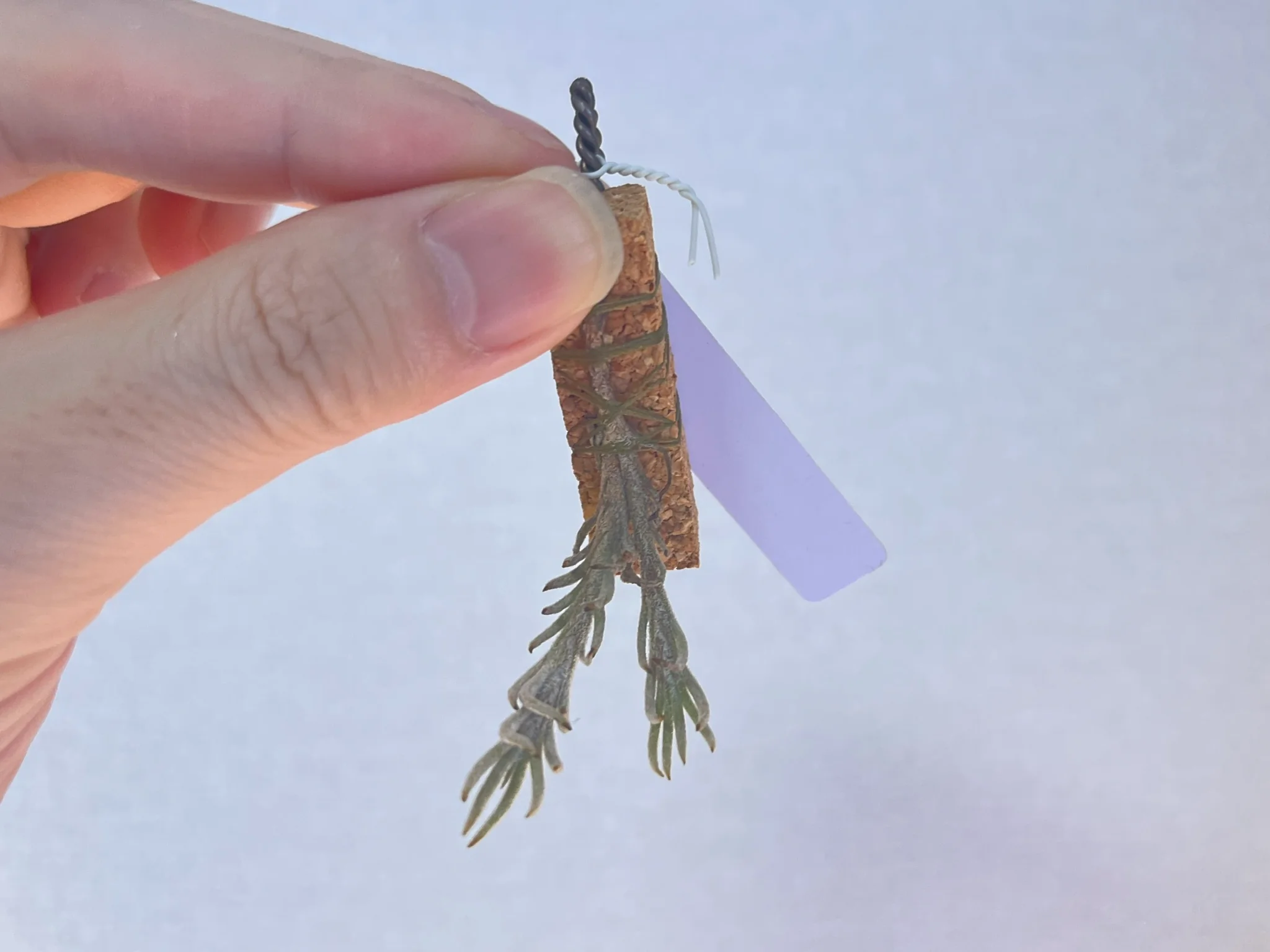 Tillandsia capillaris #Oc99