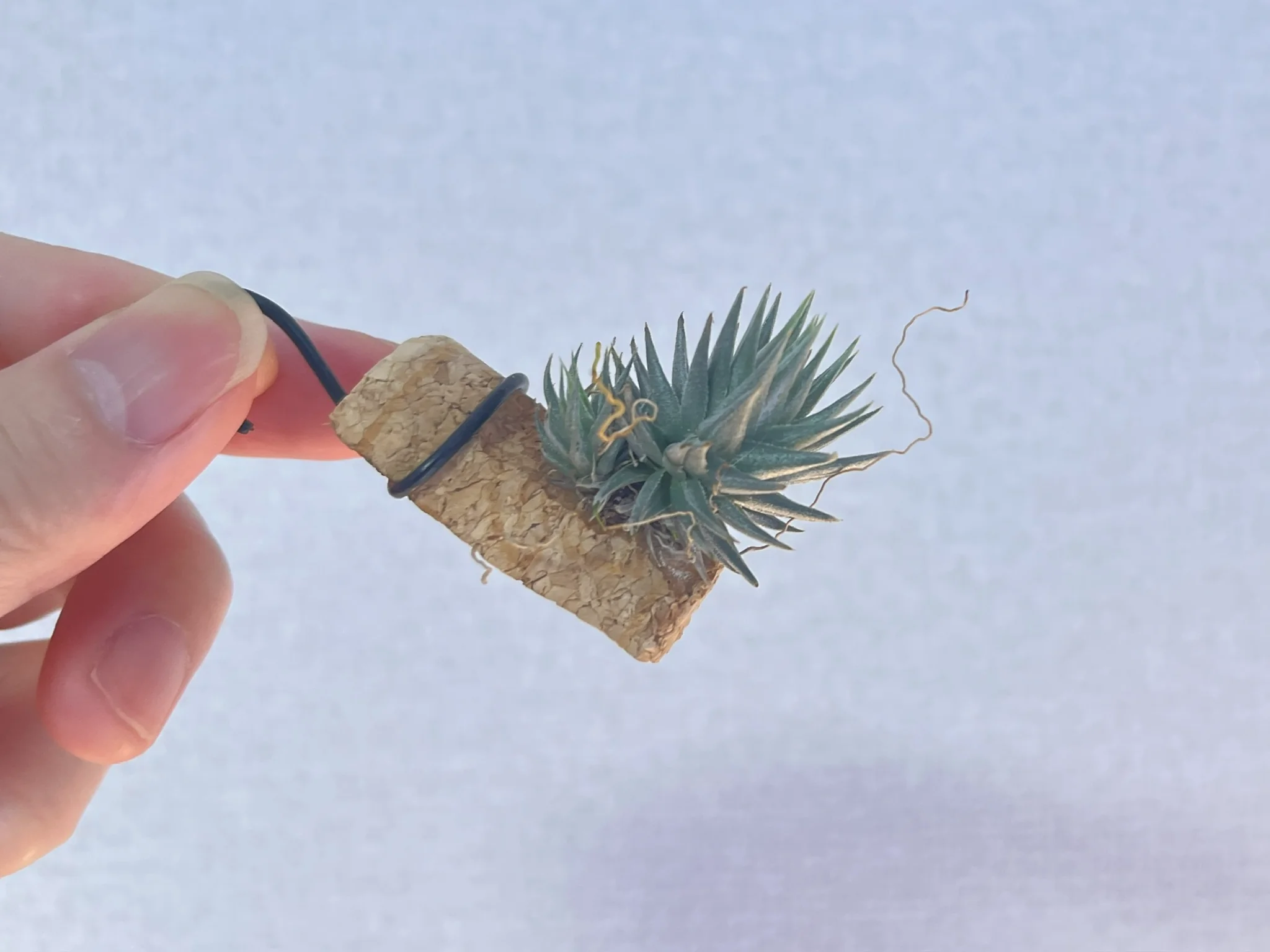 Tillandsia loliacea from T's TROPICALS "Good Compact Clone from Wally Berg Collention SEEDLING"