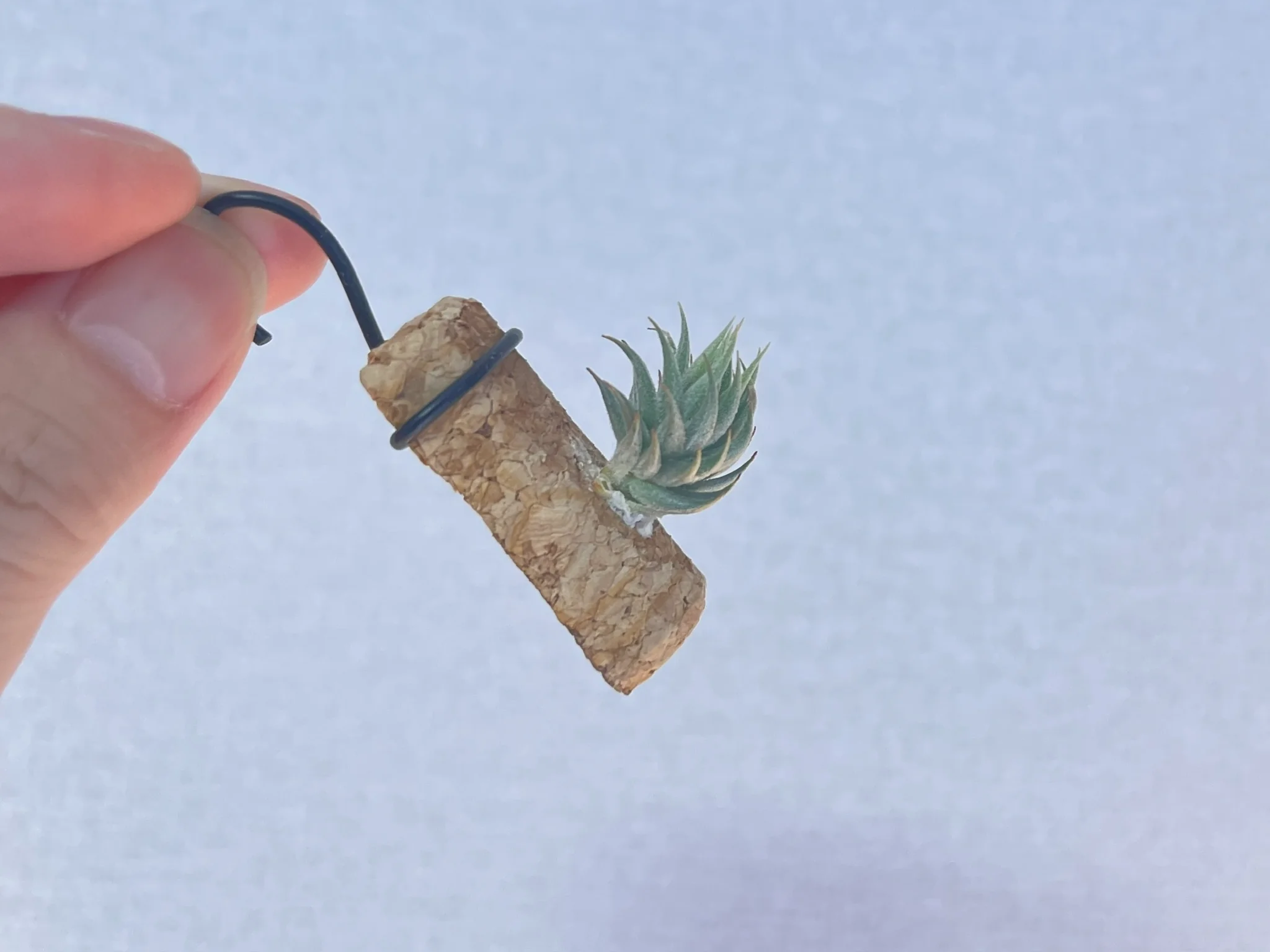 Tillandsia loliacea "Ex. Chee Kin"