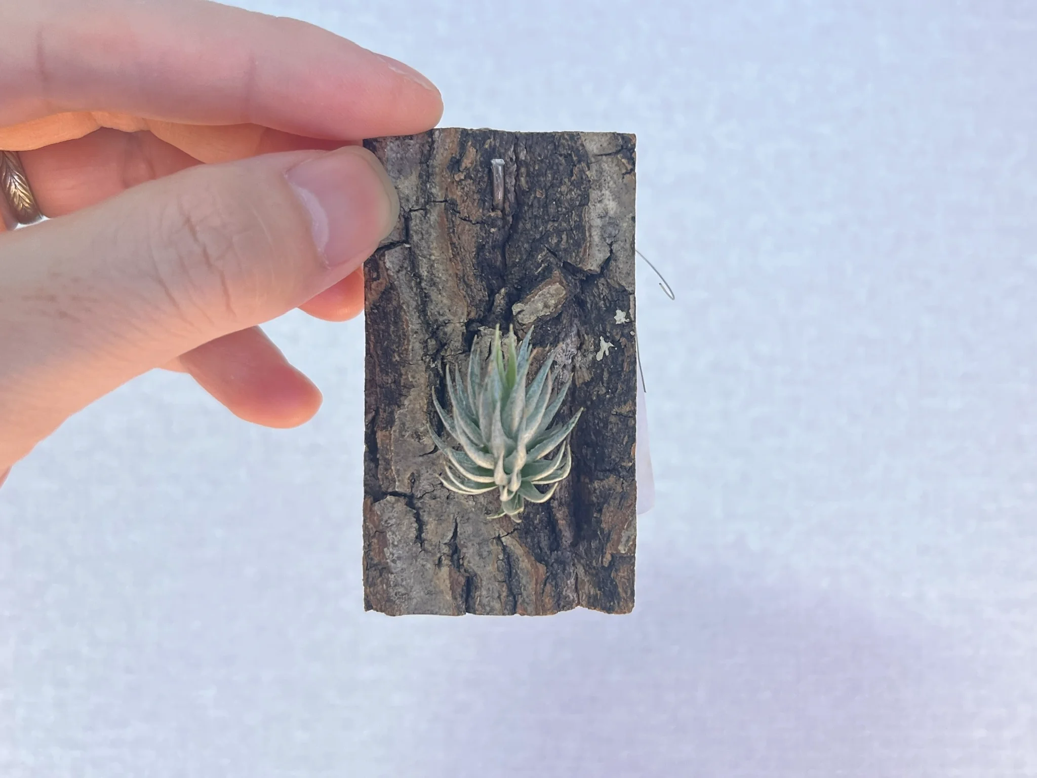 Tillandsia loliacea from Wally Berg Collention