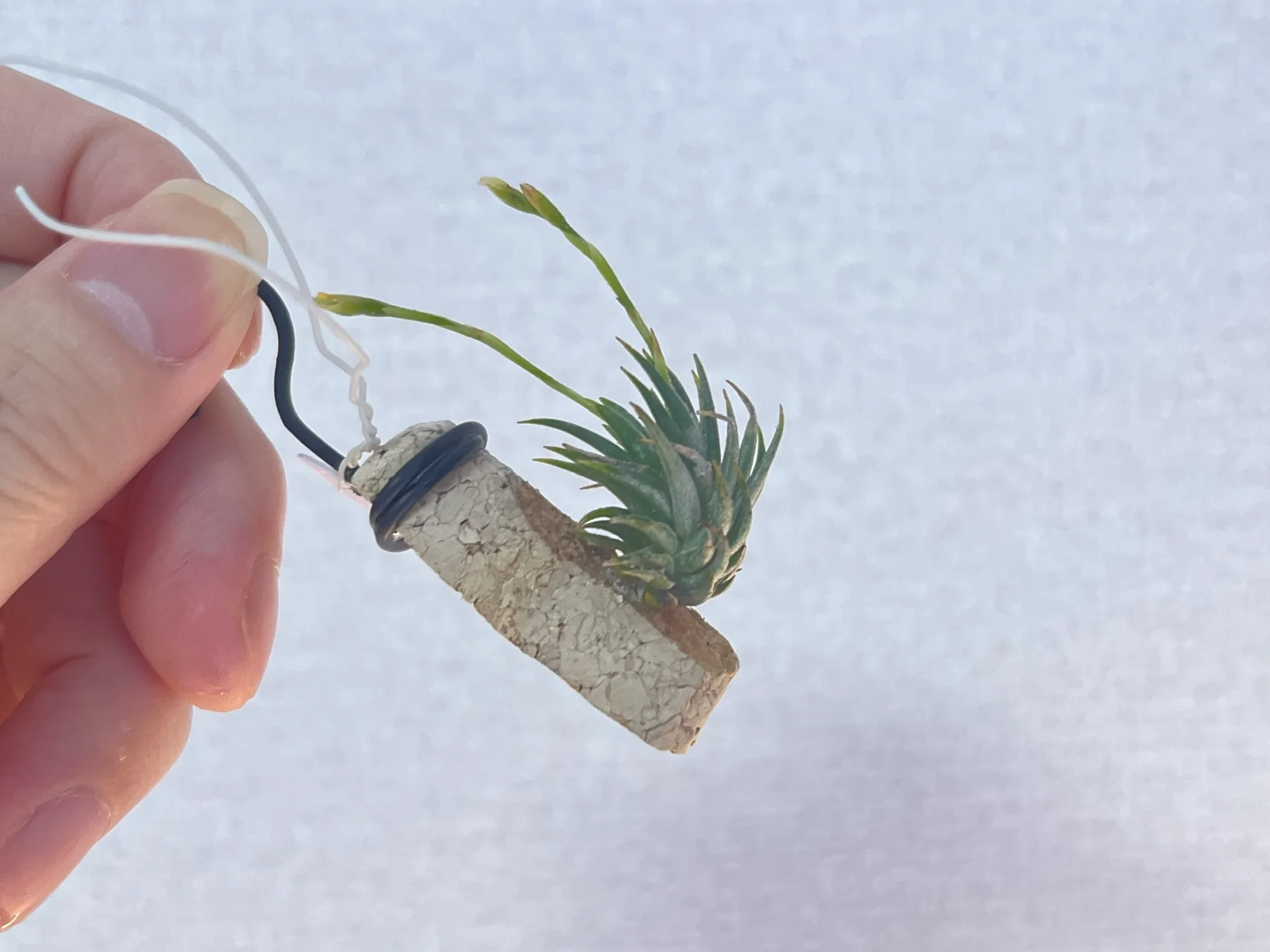 Tillandsia loliacea from TP