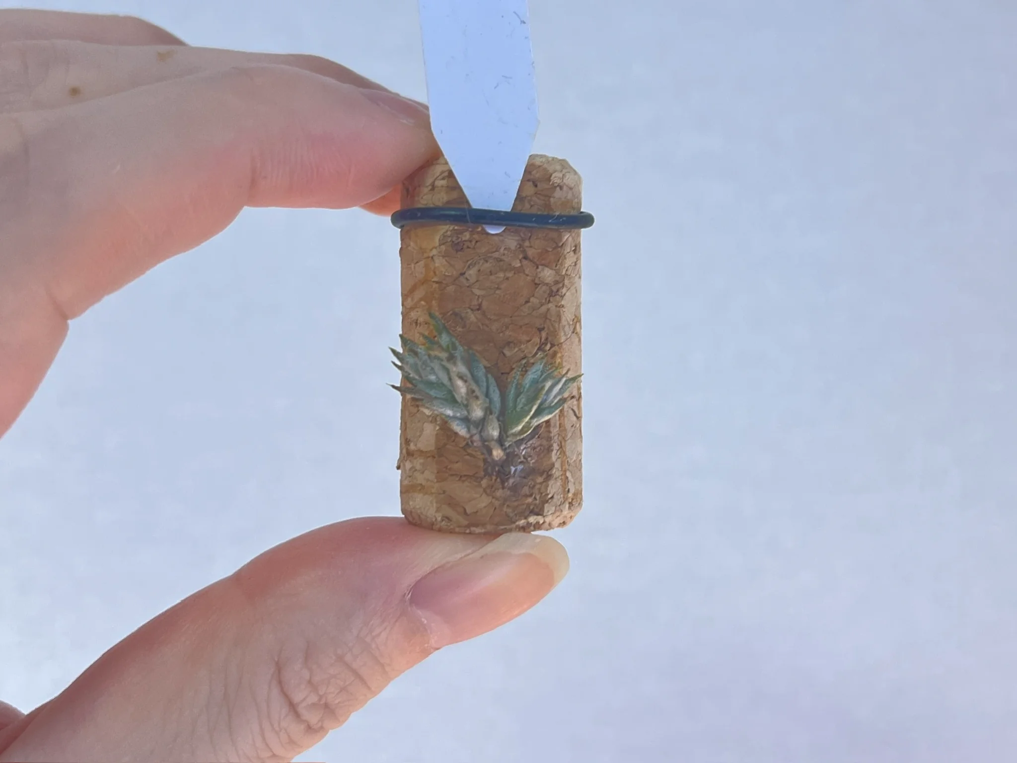 Tillandsia aizoides "from TP"