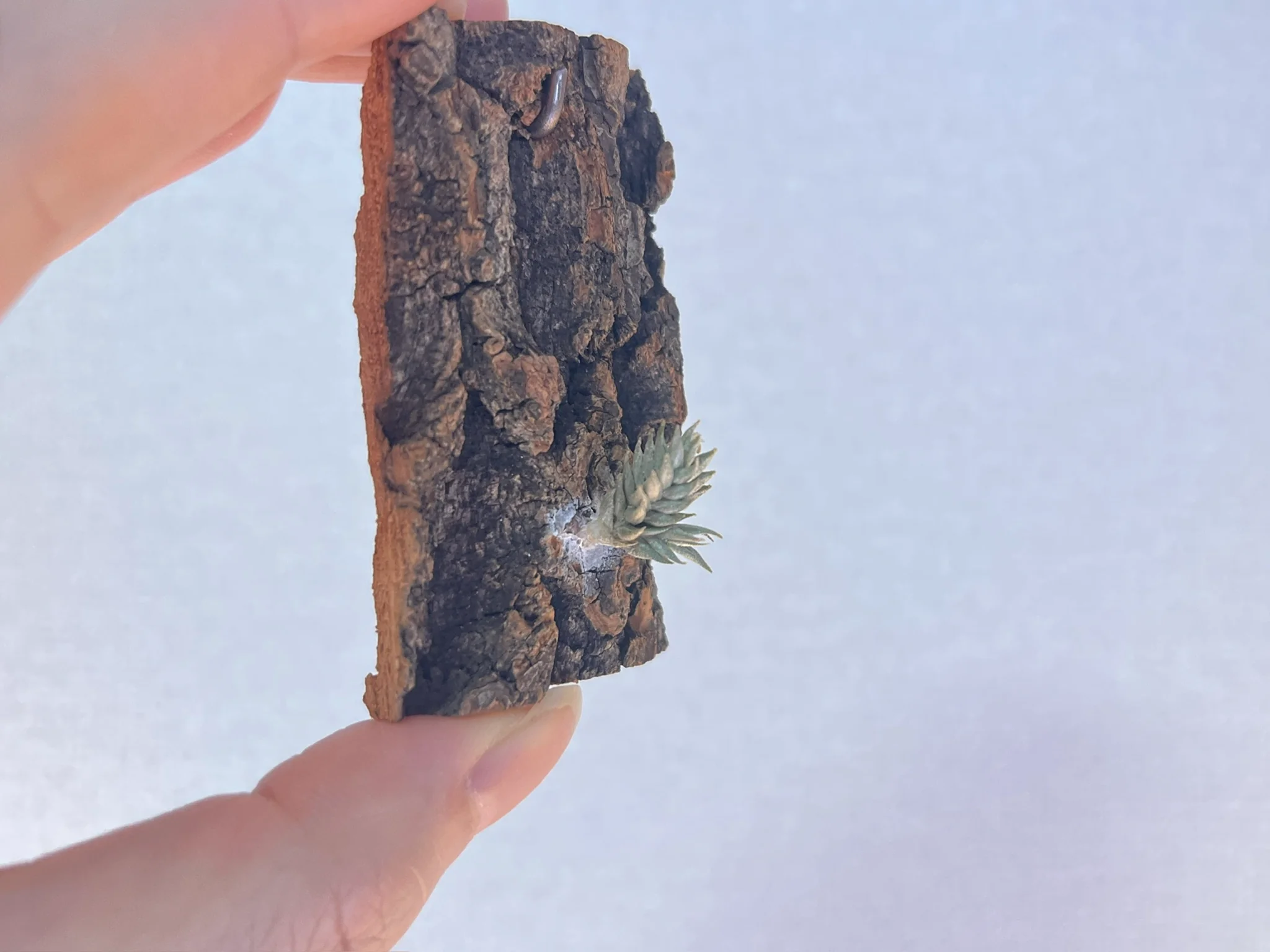 Tillandsia aizoides #5