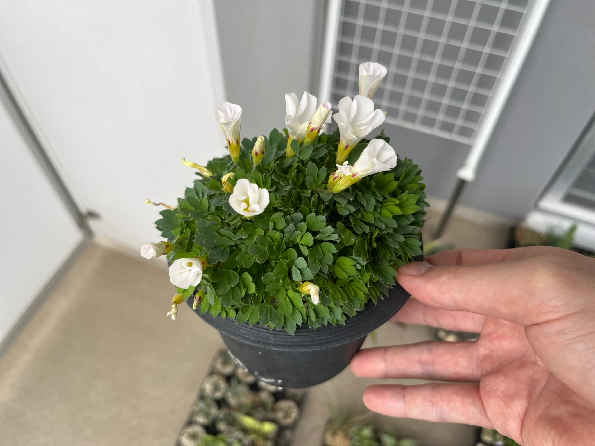 Oxalis haworthioides