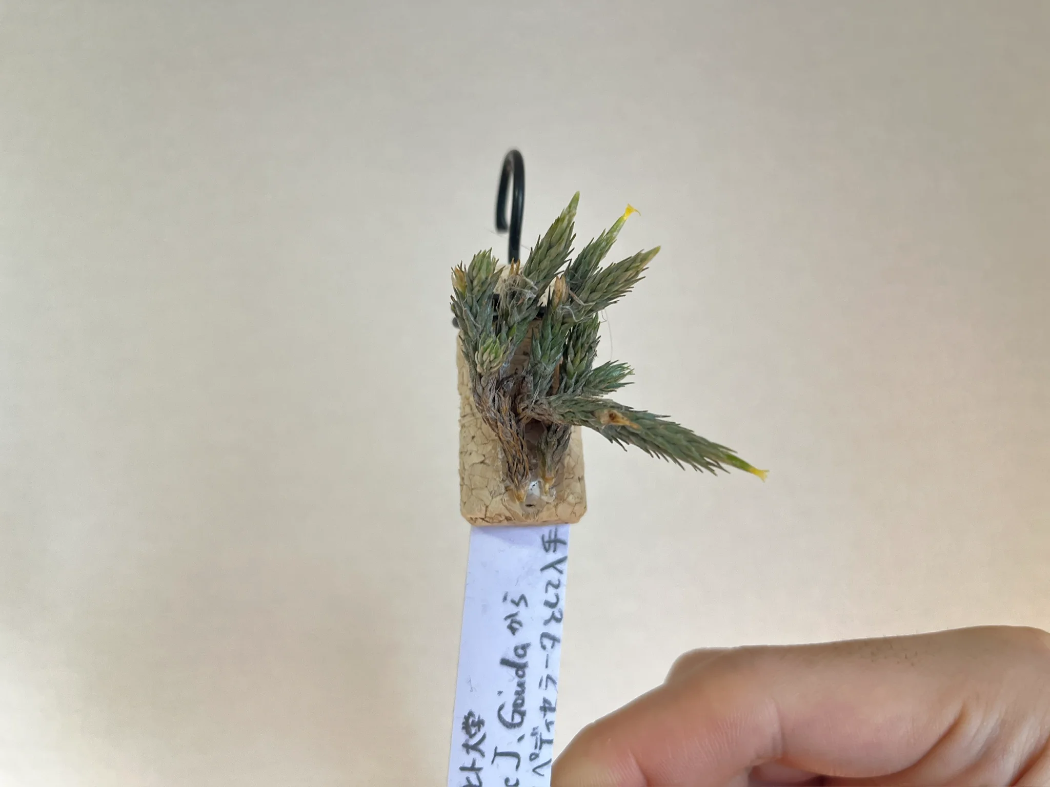 Tillandsia minutiflora 【from Dr. Eric J Gouda as a pedicellata】