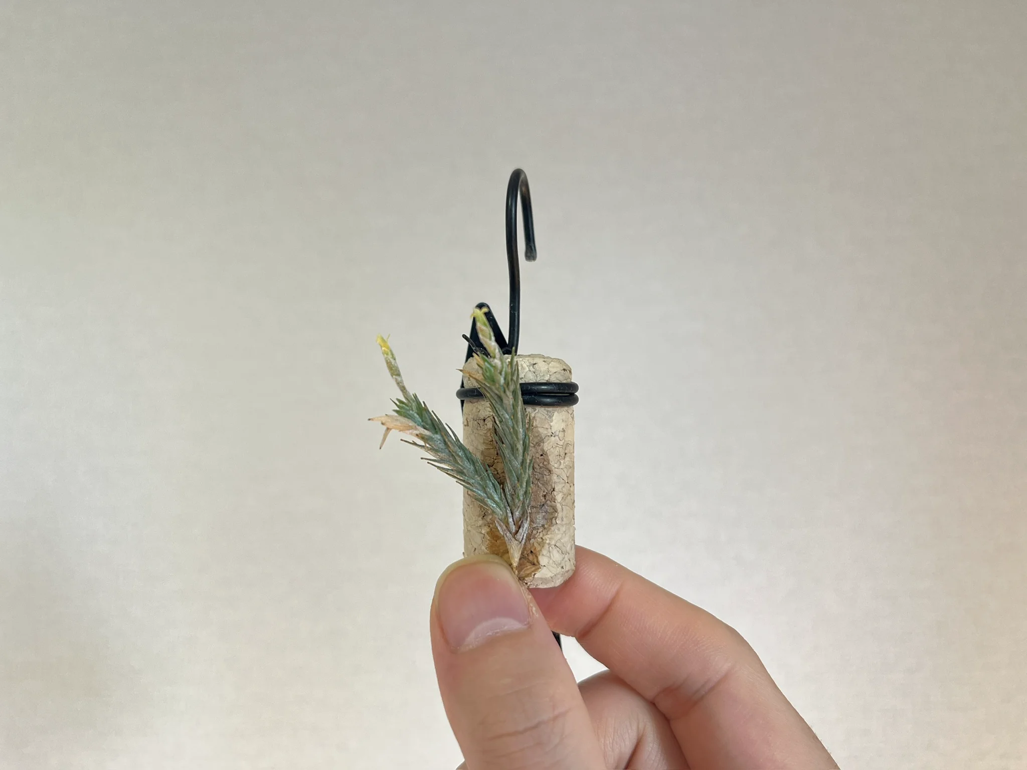 Tillandsia pedicellata "ex. Jerry Domingo"